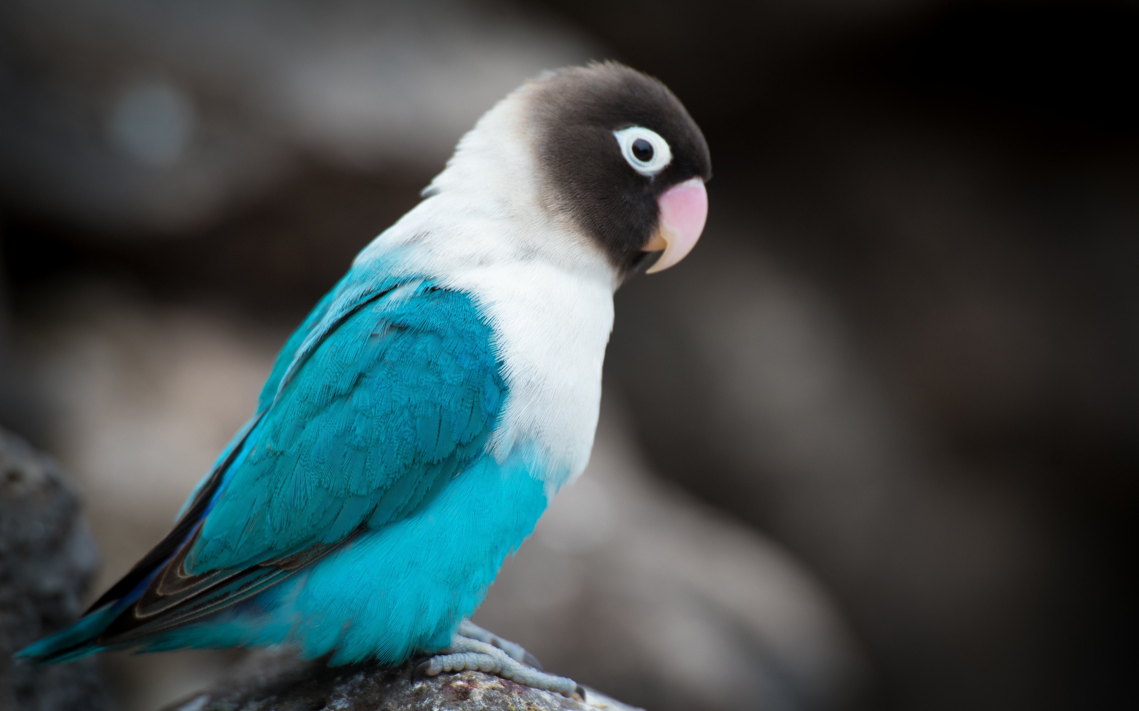 looking away, birds, 4K, beauty in nature, focus on foreground, perching, outdoors, 4k, lovebird, hd, one animal, looking, nature, animal wildlife, bird, HD Wallpaper