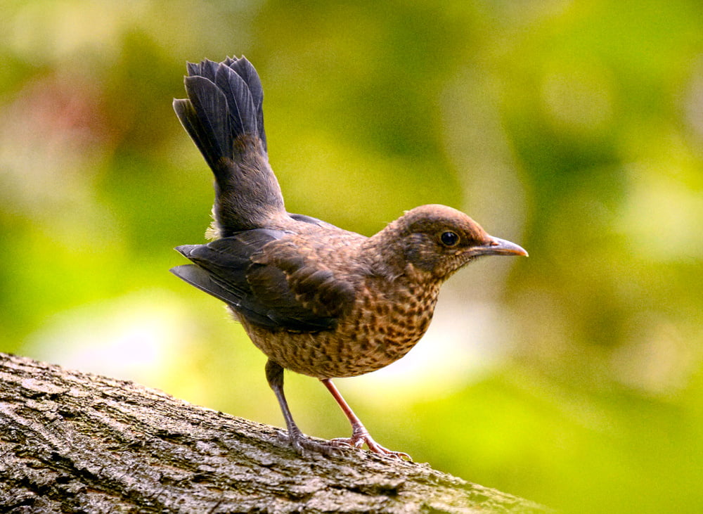 yellow, outdoors, black bird, feather, close-up, Eurasian blackbird, Kos, animals In The Wild, brown, small, Turdus merula, bird Watching, animal, Tails up, HD Wallpaper