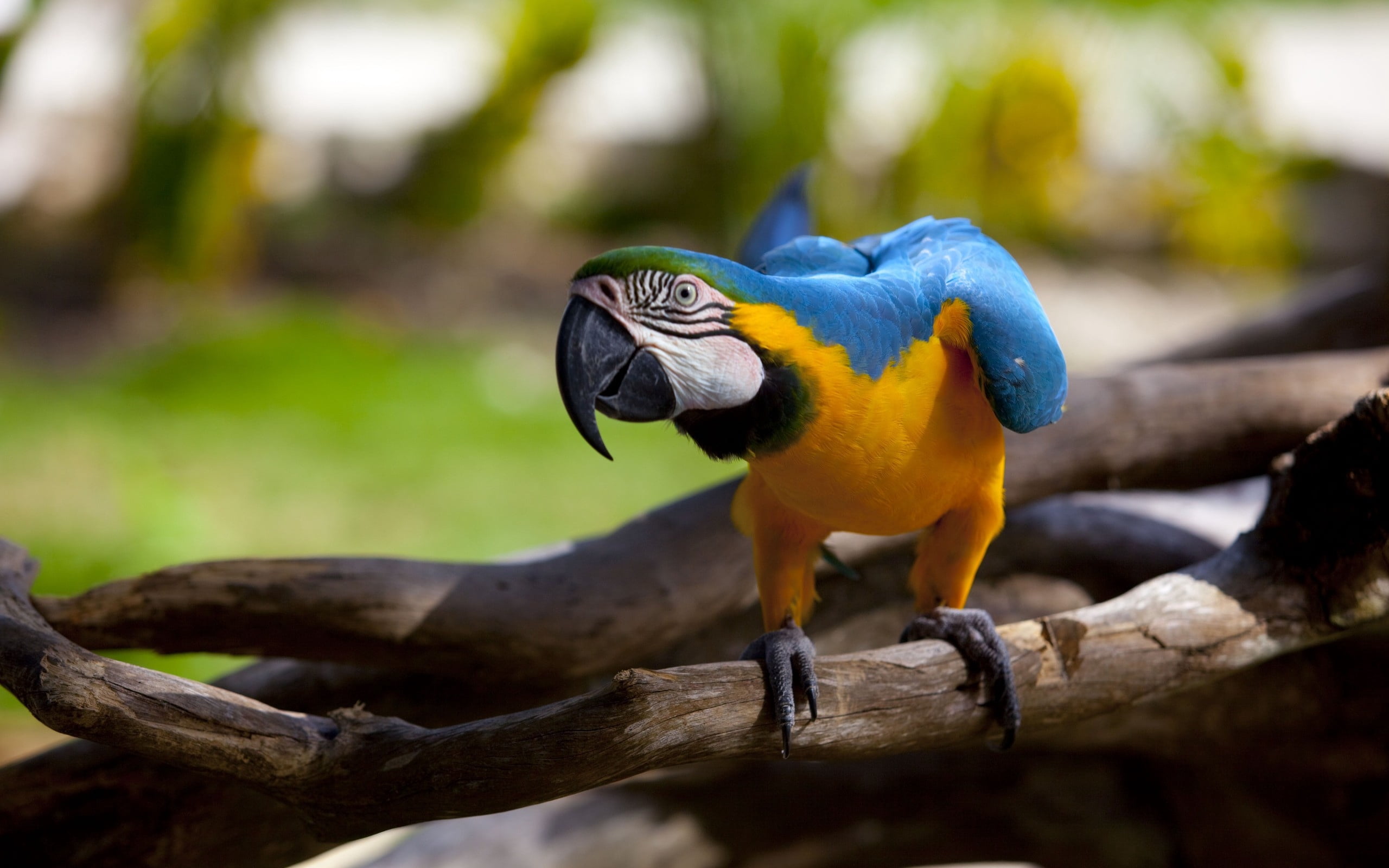 tropical Climate, animal themes, zoo, wood - material, scarlet, close-up, animal, green, no people, yellow, 2K, multi Colored, endangered Species, red, HD Wallpaper