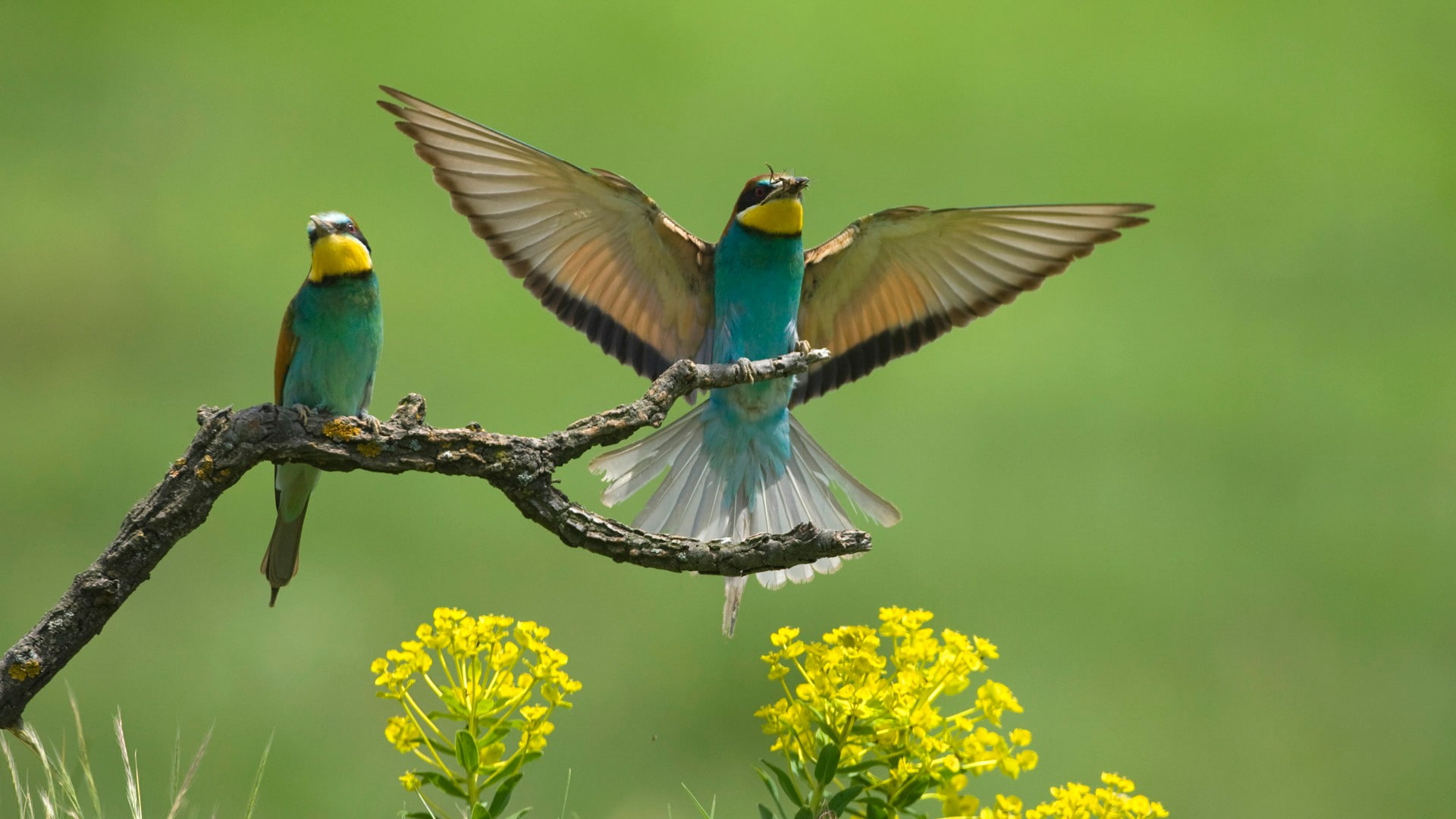 bee-eaters, birds, 1080P, branch, wings, bee-eater, eaters, bee, flowers, HD Wallpaper