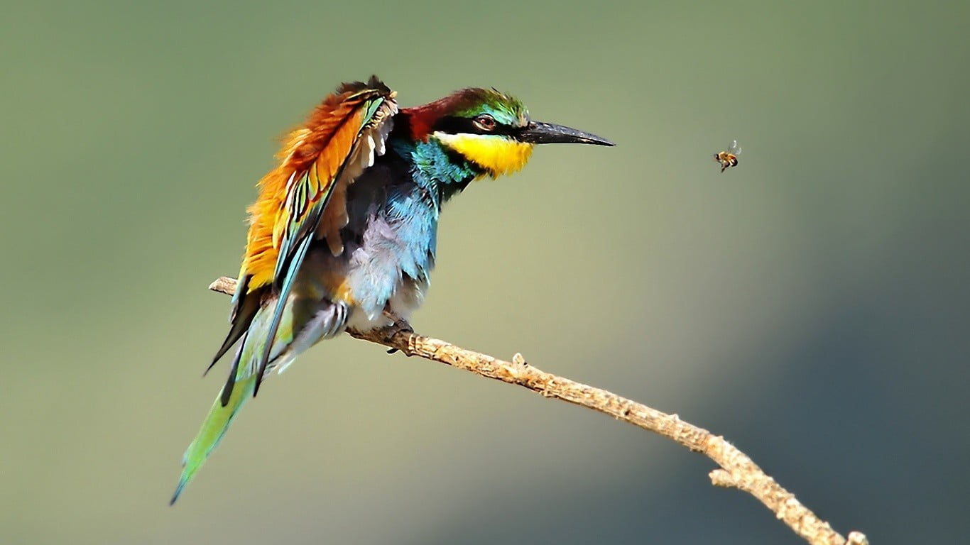 bee-eaters, long, animals in the wild, close-up, perching, outdoors, full length, yellow, animal wildlife, nature, bird, teal, beauty in nature, beaked, HD Wallpaper