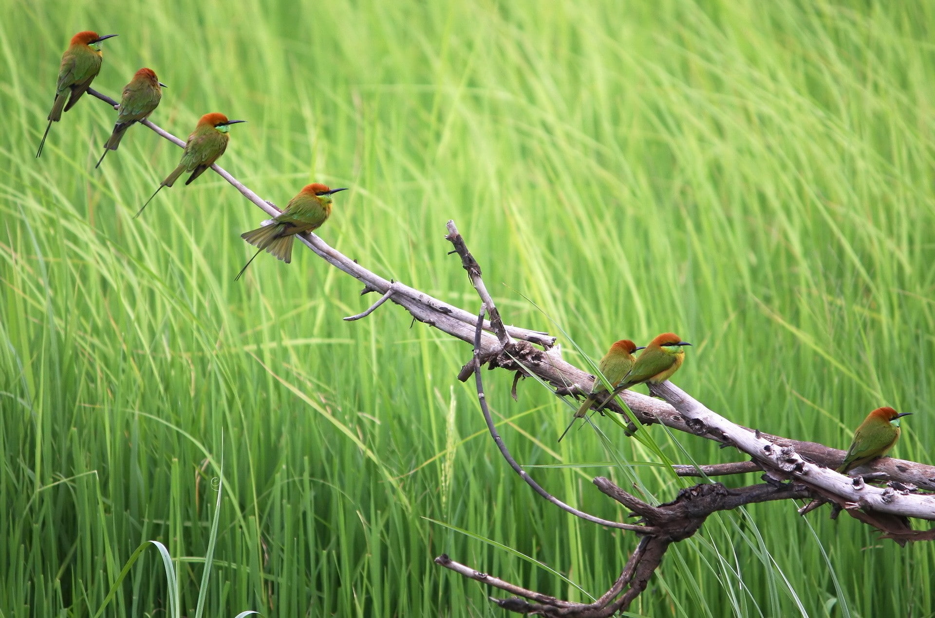 branch, nature, bee-eaters, 1080P, birds, animals, HD Wallpaper