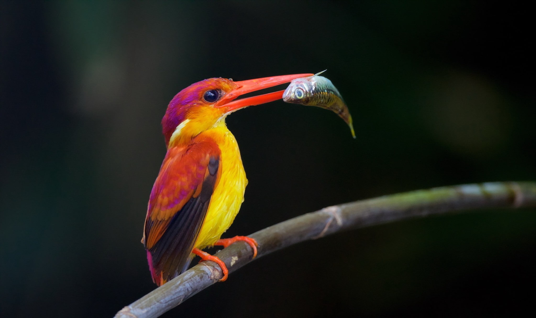 animals in the wild, tree, animal themes, bird, kingfisher, nature, no people, outdoors, one animal, vertebrate, multi colored, branch, rainforest, perching, HD Wallpaper