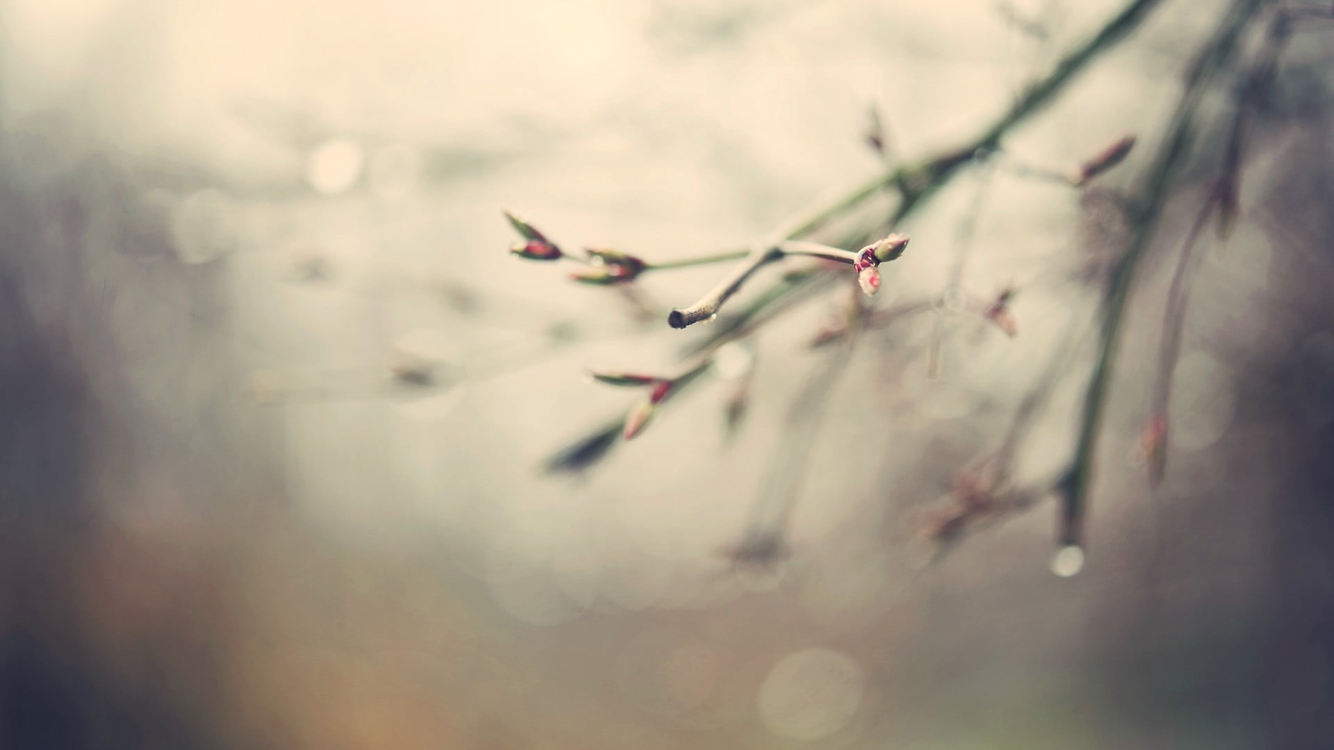 leaf, tranquility, sign, branch, winter, frozen, defocused, beauty In Nature, weather, blurred, springtime, bokeh, green Color, twigs, wet, communication, HD Wallpaper