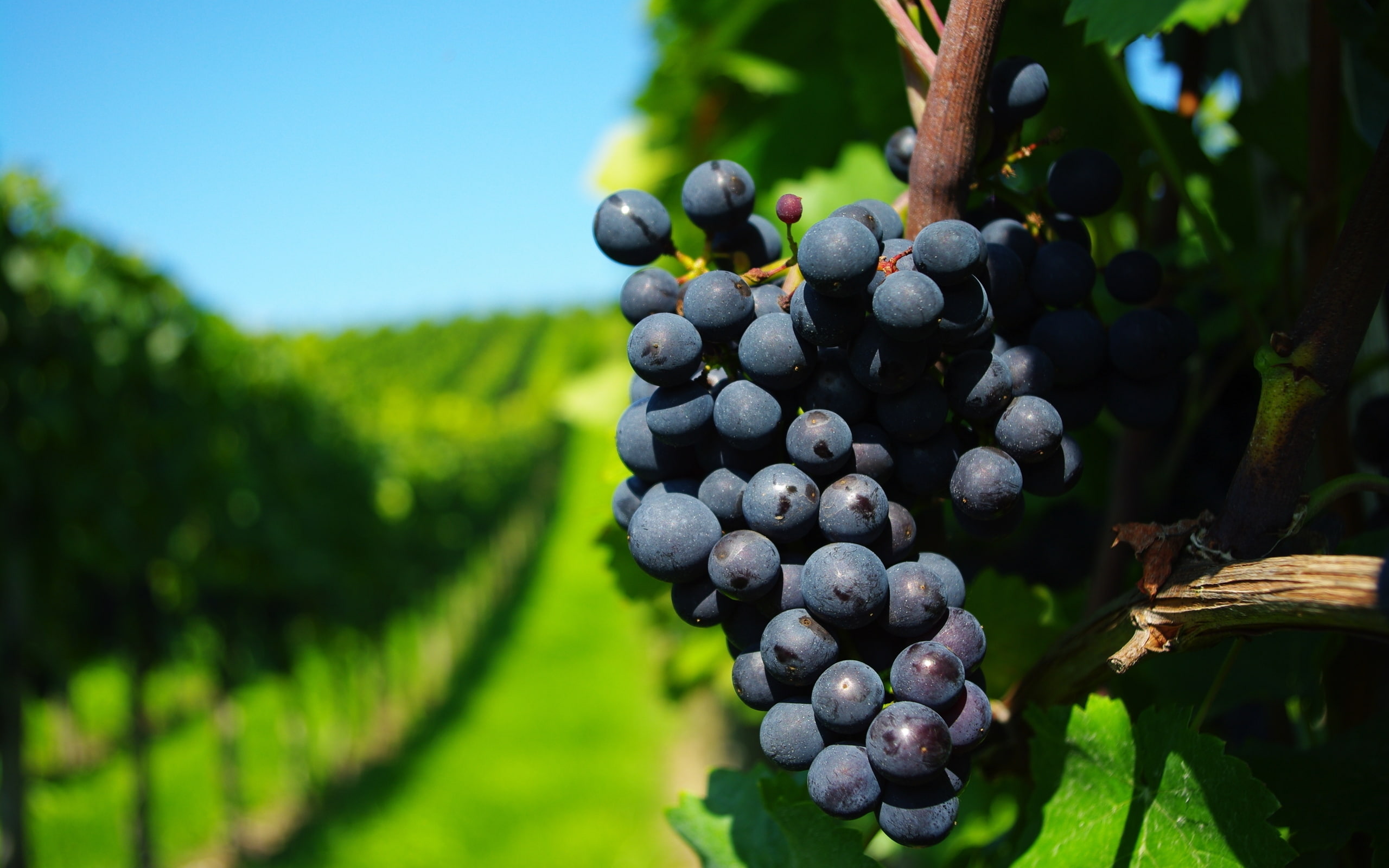 2K, fruits, blueberries, black grapes, ripe, grapes, HD Wallpaper