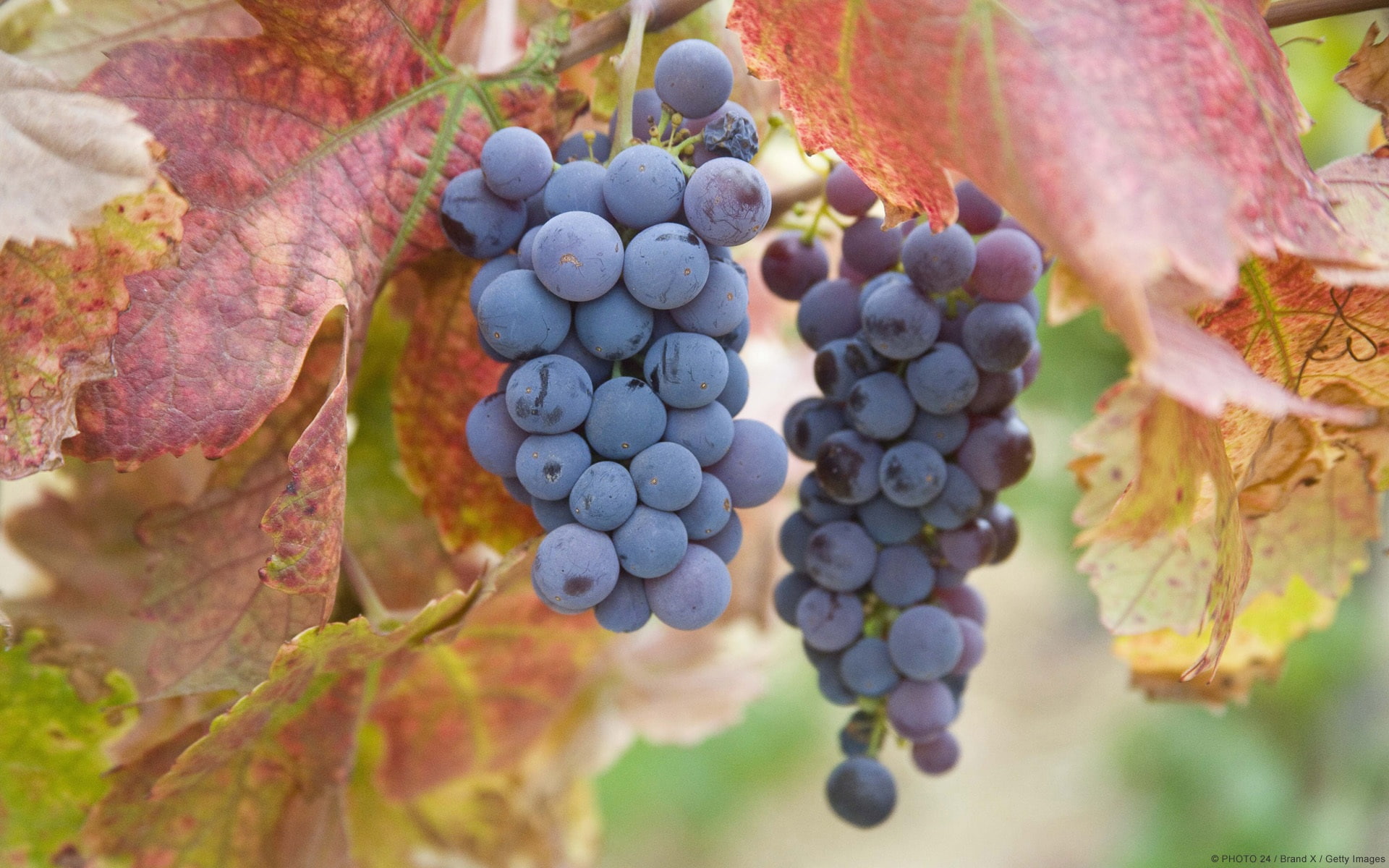 1080P, Grapes, ripe, Purple, HD Wallpaper