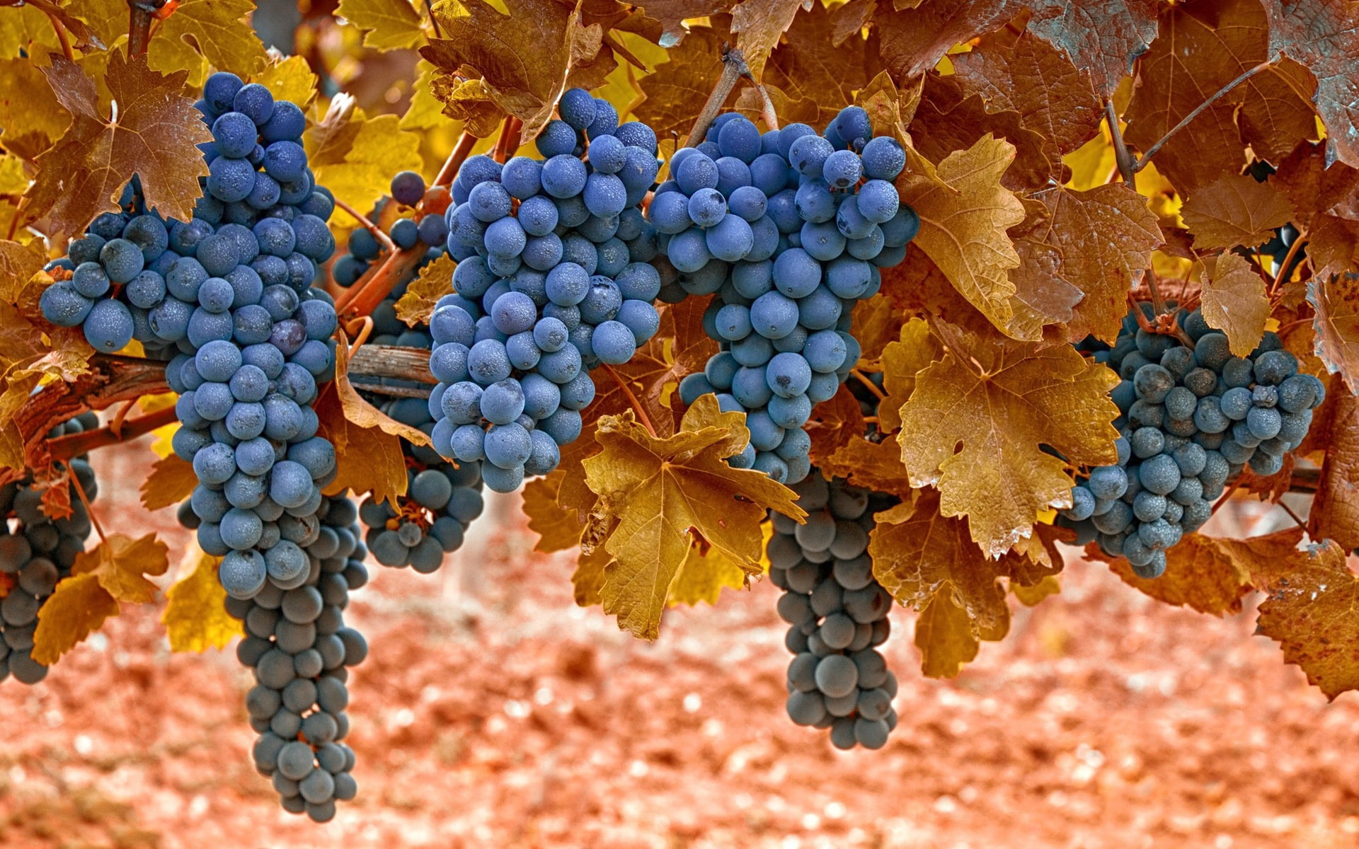 blue, 1080P, Leaves, Yellow, Purple, Grapes, Harvest, HD Wallpaper