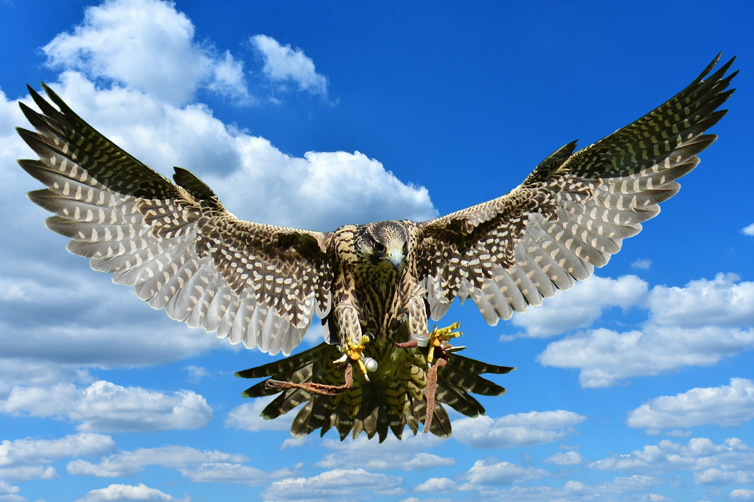 one animal, 1080P, animal wildlife, eagle - bird, nature, wildlife photography, black, animal themes, falcon, approach, animal world, outdoors, animal, HD Wallpaper