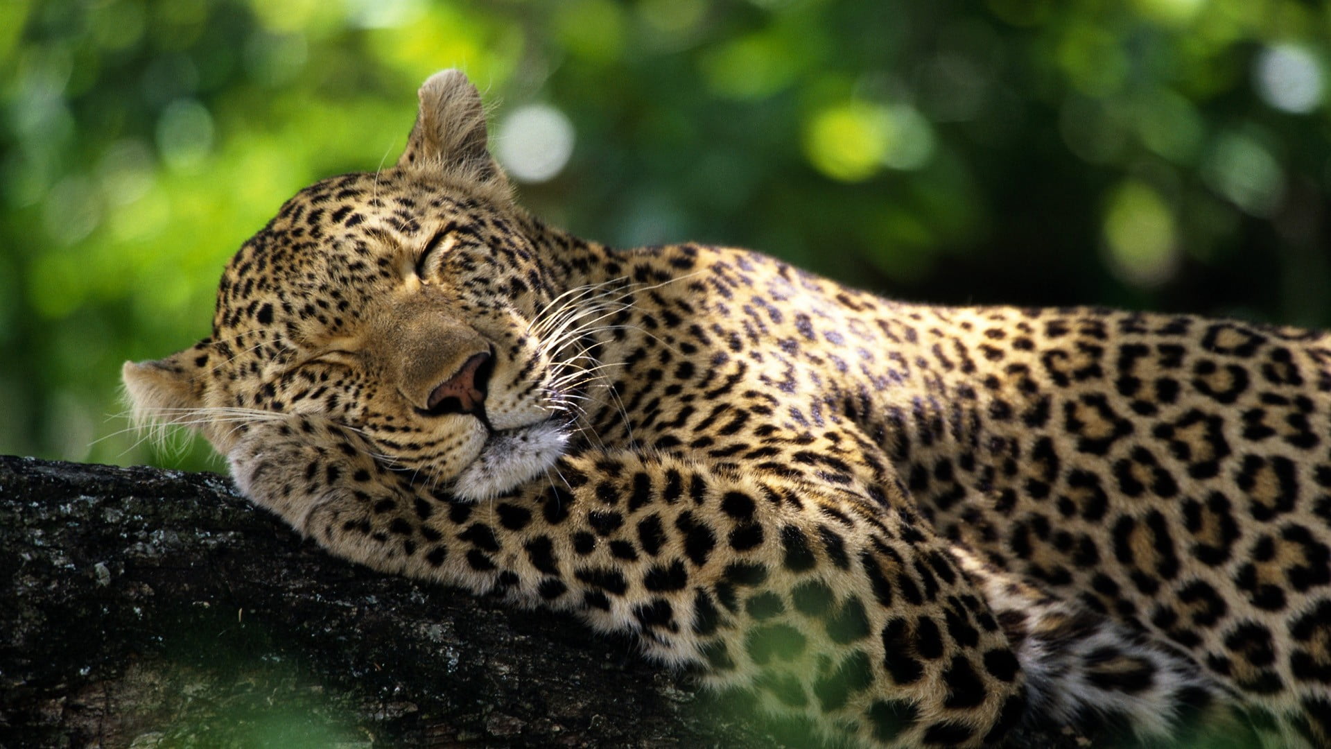 animal head, big cat, animal wildlife, safari, outdoors, one animal, animal themes, animals in the wild, undomesticated cat, animal markings, leopard (animal), HD Wallpaper