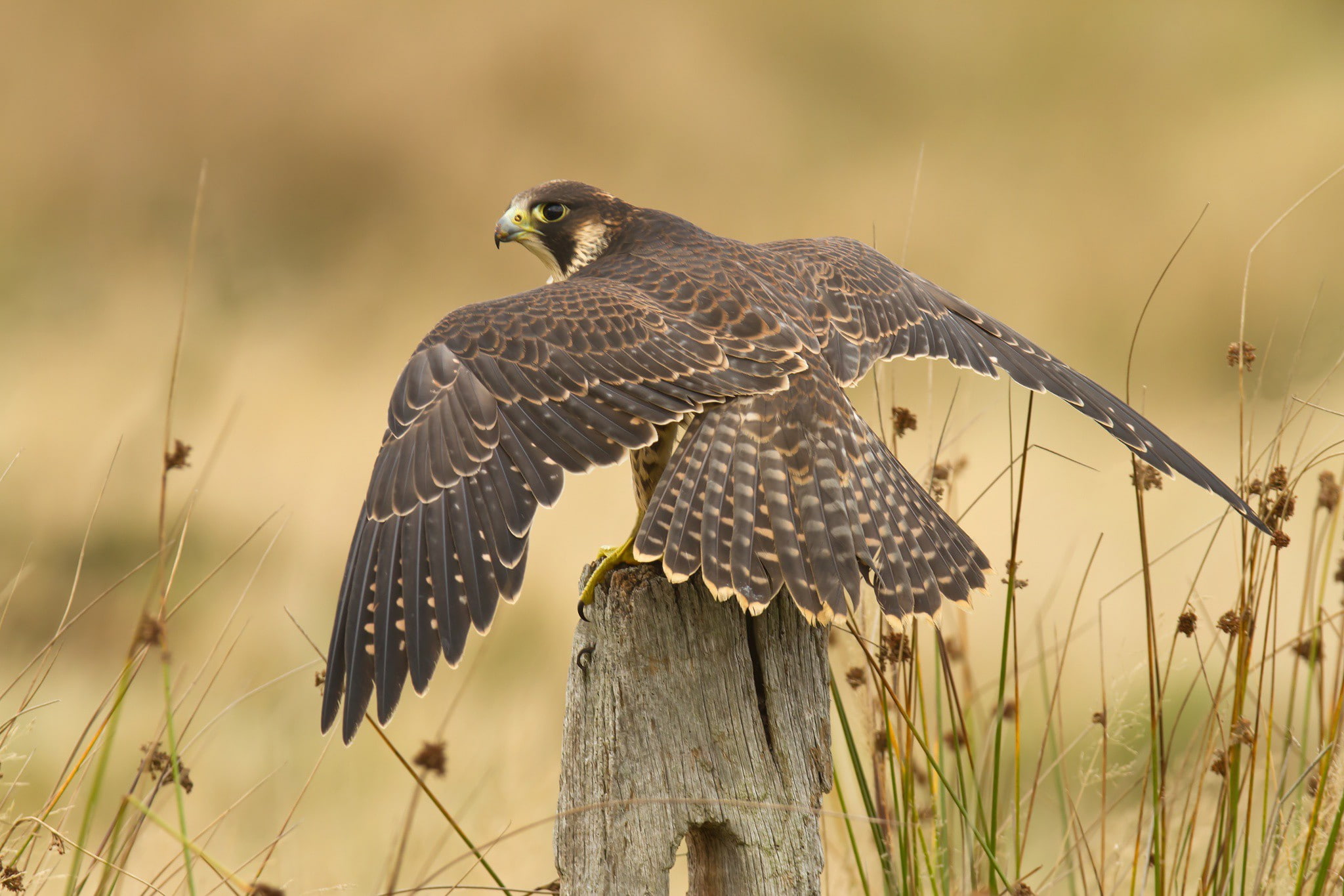 brown, Bird, peregride, falcon, peregrine, Nature, best, 1080P, HD Wallpaper