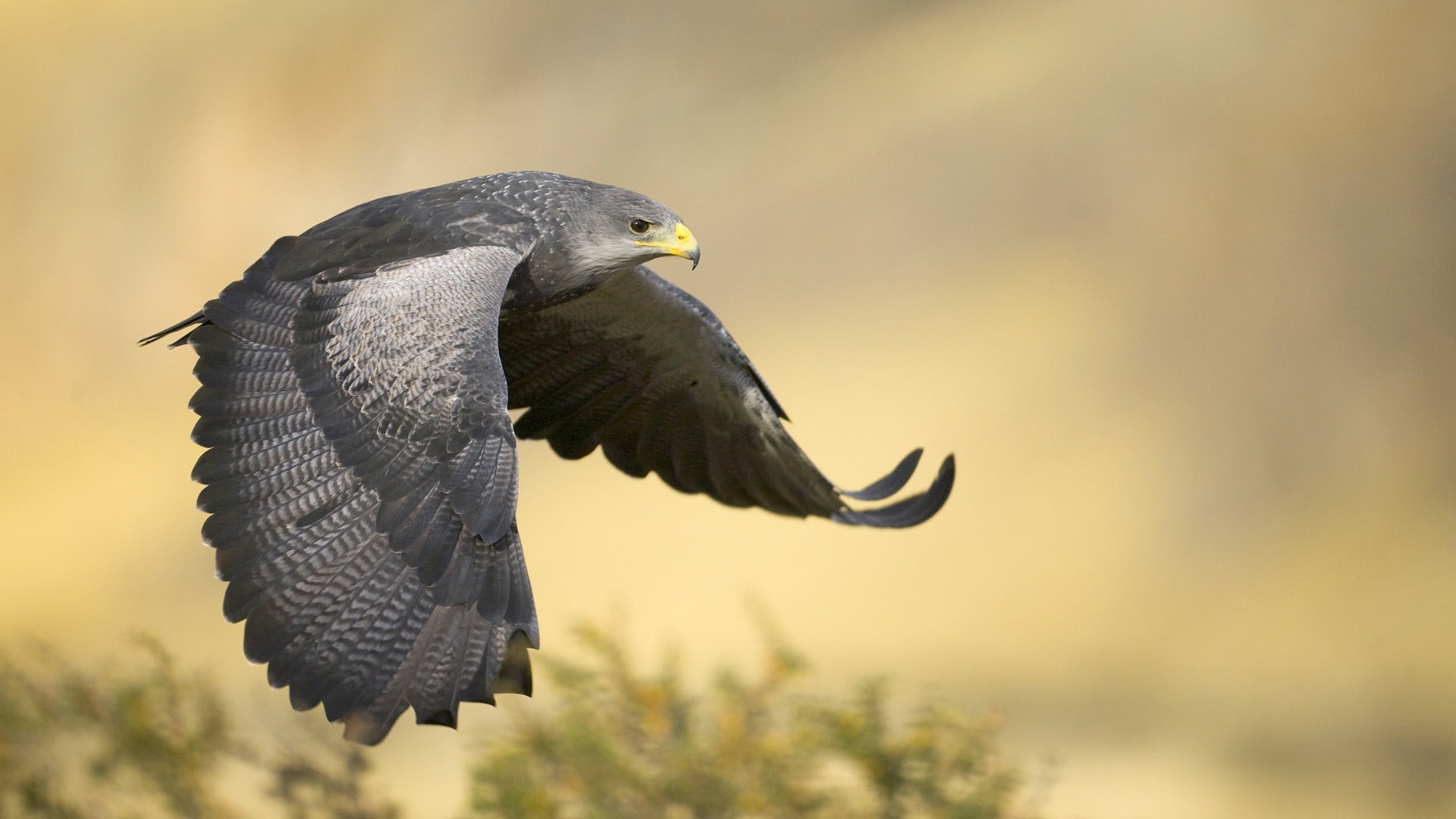close-up, day, bird, flying, hawk, animal wildlife, outdoors, focus on foreground, nature, mid-air, one animal, eagle, spread wings, plant, gray, animals in the wild, HD Wallpaper