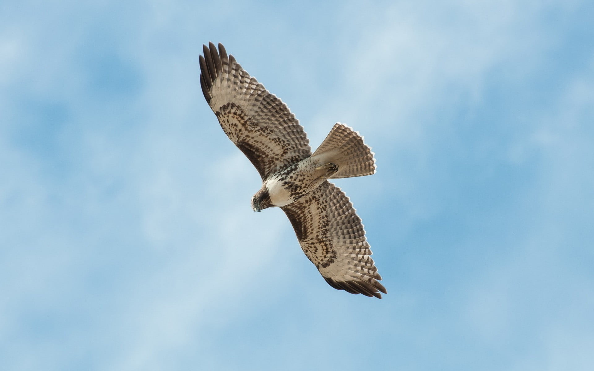 flying, bird, nature, outdoors, figurine, animals, mid-air, spread wings, low angle view, animal, animal themes, animal wildlife, cloud - sky, no people, HD Wallpaper