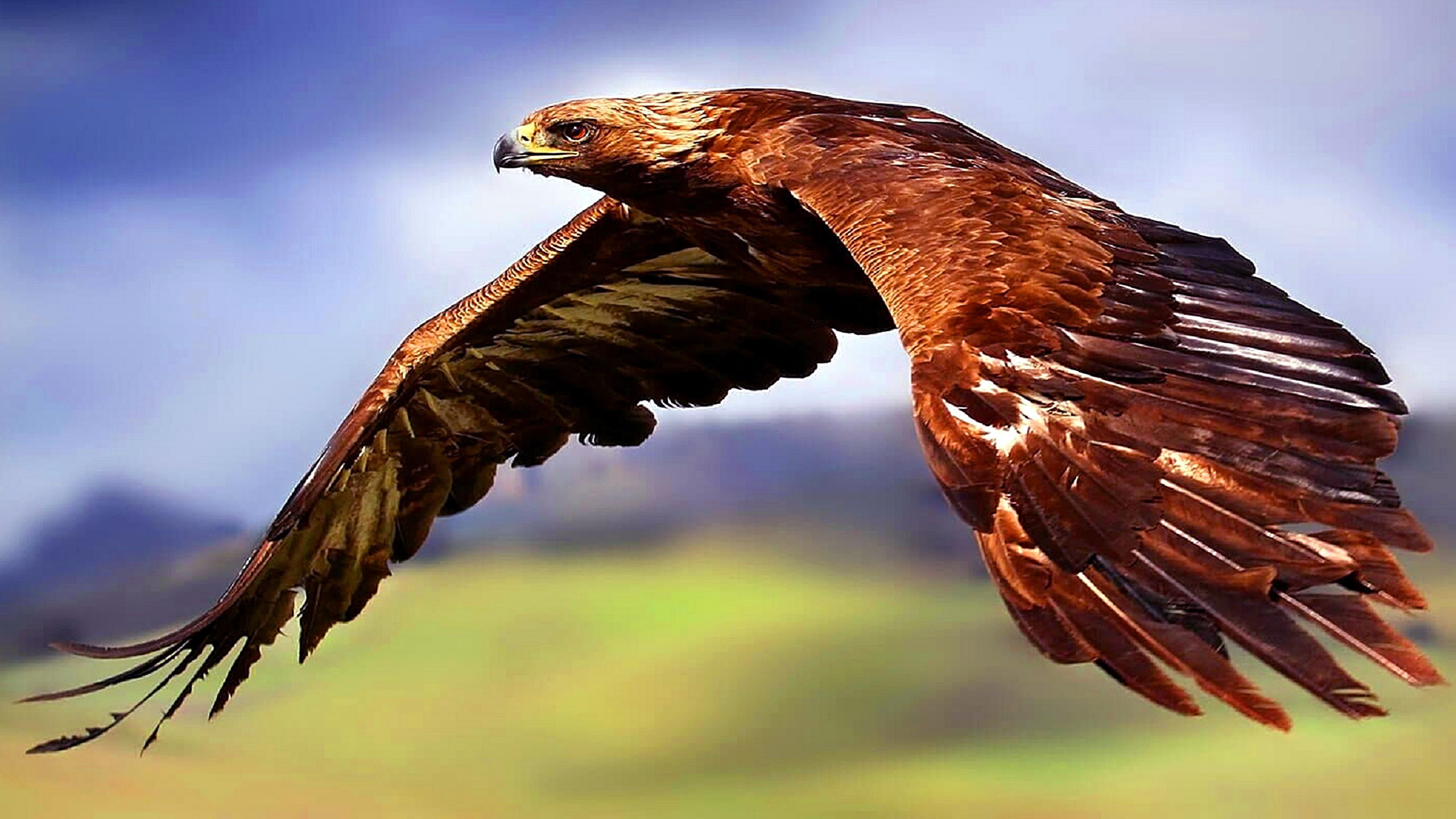 4K, flying, air, wildlife, falcon, bird, HD Wallpaper