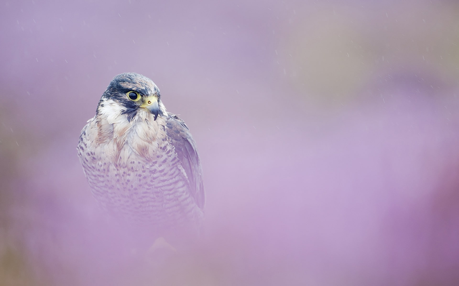 falcons, birds, animals, bird of prey, 1080P, HD Wallpaper