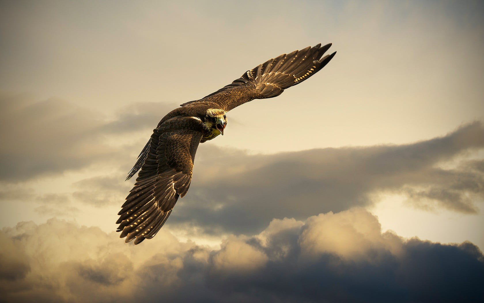 animals, animal, white, sky, no people, low angle view, animal wildlife, nature, eagle, flying, beauty in nature, animals in the wild, one animal, mid-air, HD Wallpaper