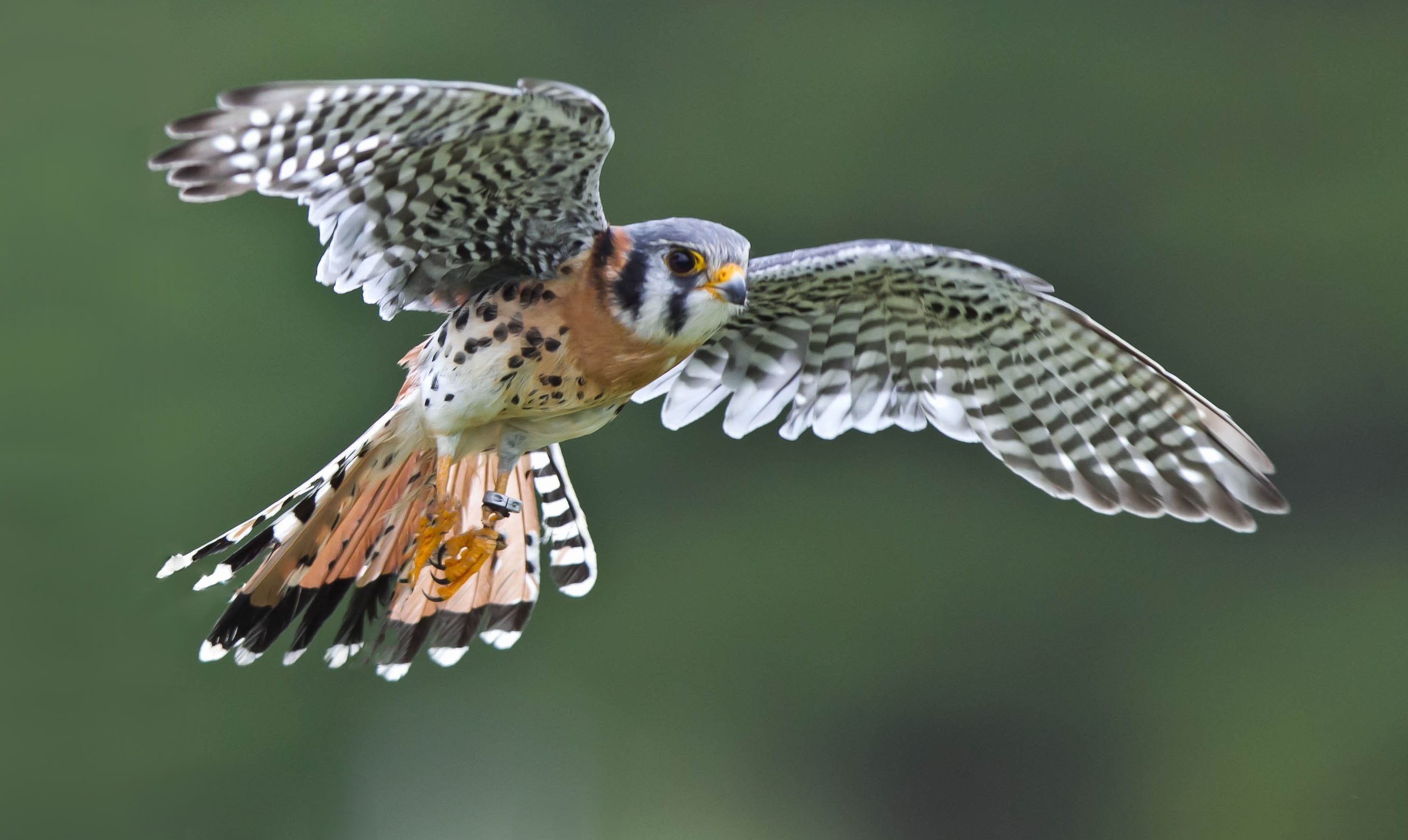 no people, motion, 2K, focus on foreground, peregrine, animal wildlife, animals in the wild, day, Falcon, outdoors, nature, close-up, falcon - bird, flying, HD Wallpaper