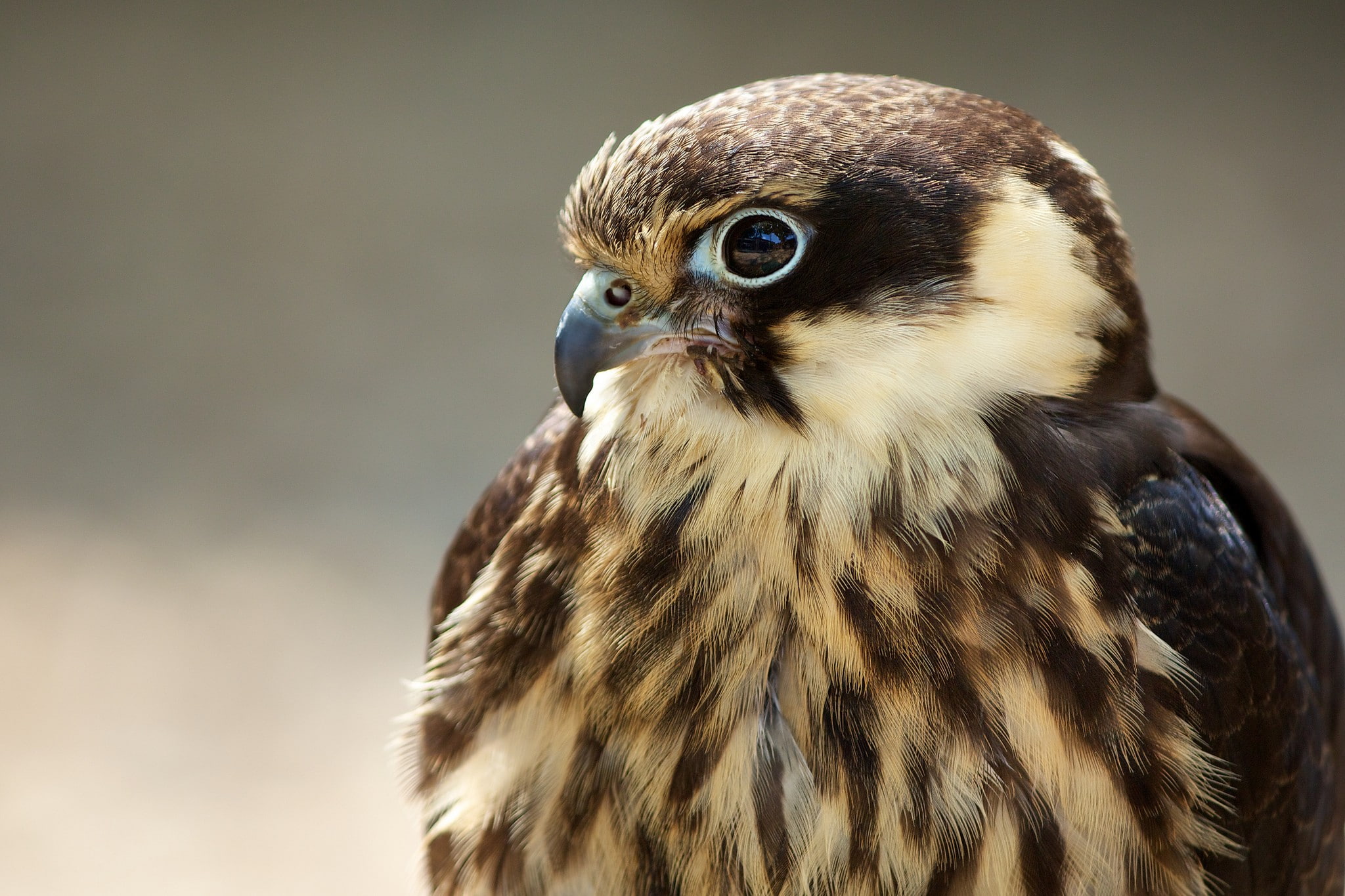 bird of prey, eagle, animals in the wild, animal themes, animal body part, no people, looking, animals, vertebrate, day, falcon - bird, bird, focus on foreground, HD Wallpaper