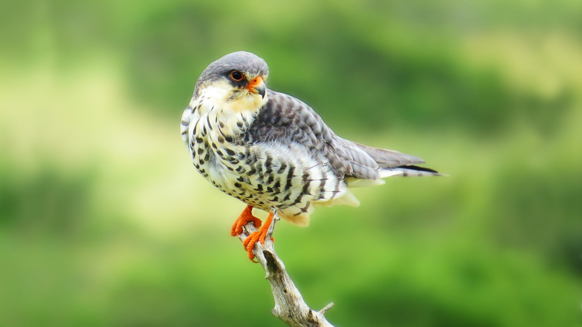 Birds, Bird, 1080P, Falcon, Amur Falcon, Animal, HD Wallpaper