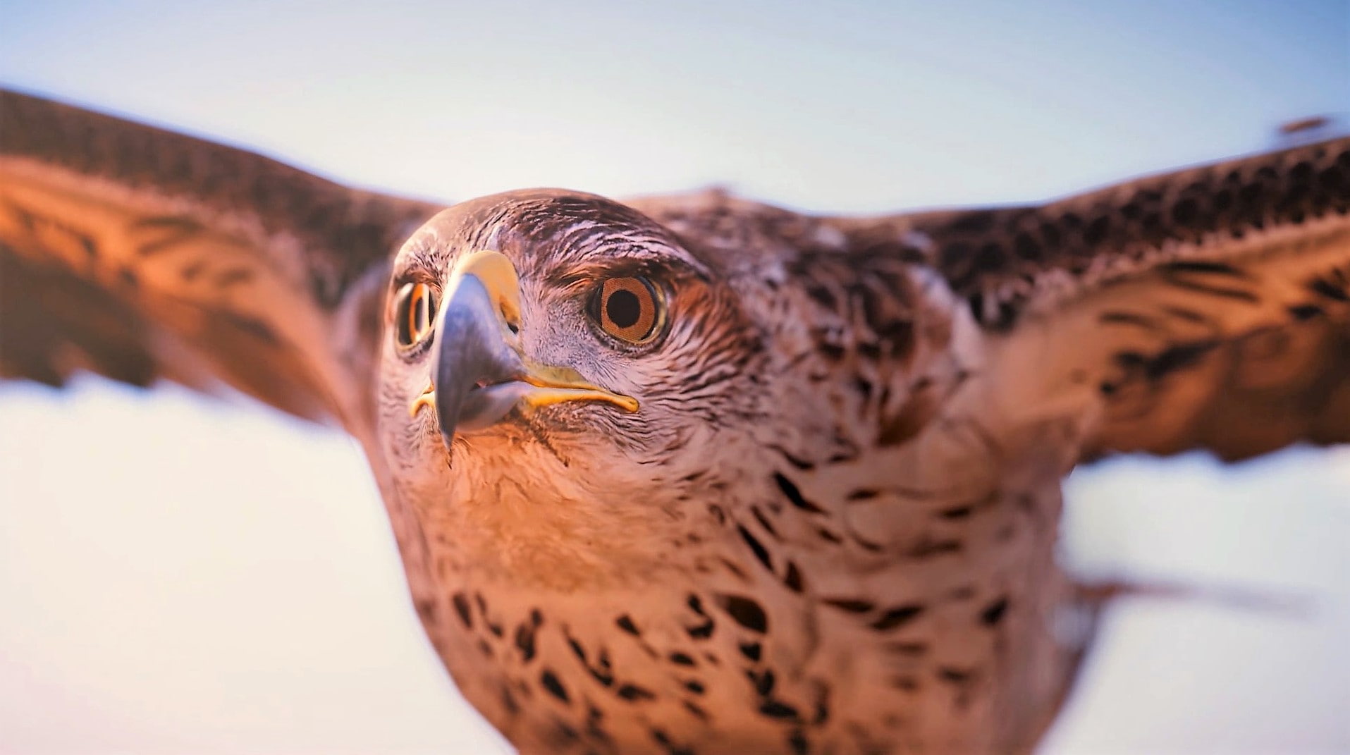 day, animal eye, vertebrate, no people, Origins, outdoors, Assassins Creed: Origins, video games, eagle, animal body part, sky, PC gaming, animal head, HD Wallpaper