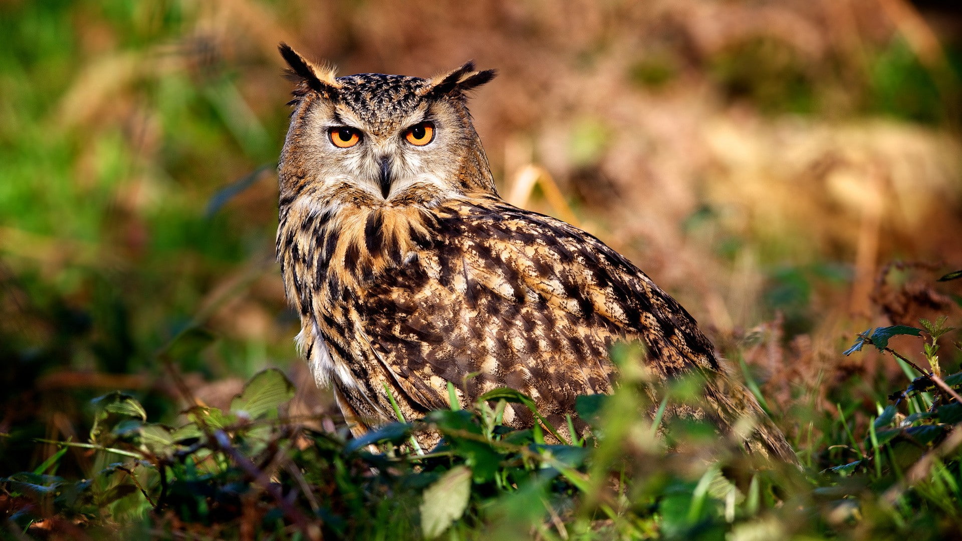 plant, 1080P, bird of prey, animals in the wild, owl, land, birds, portrait, vertebrate, looking at camera, feather, selective focus, grass, day, bird, HD Wallpaper