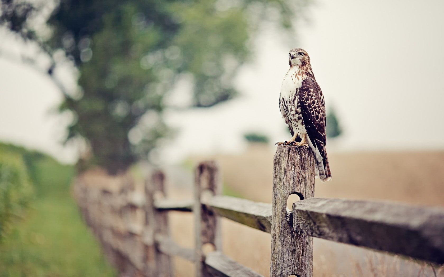 nature, animals, falcons, fence, birds, 720P, depth of field, HD Wallpaper
