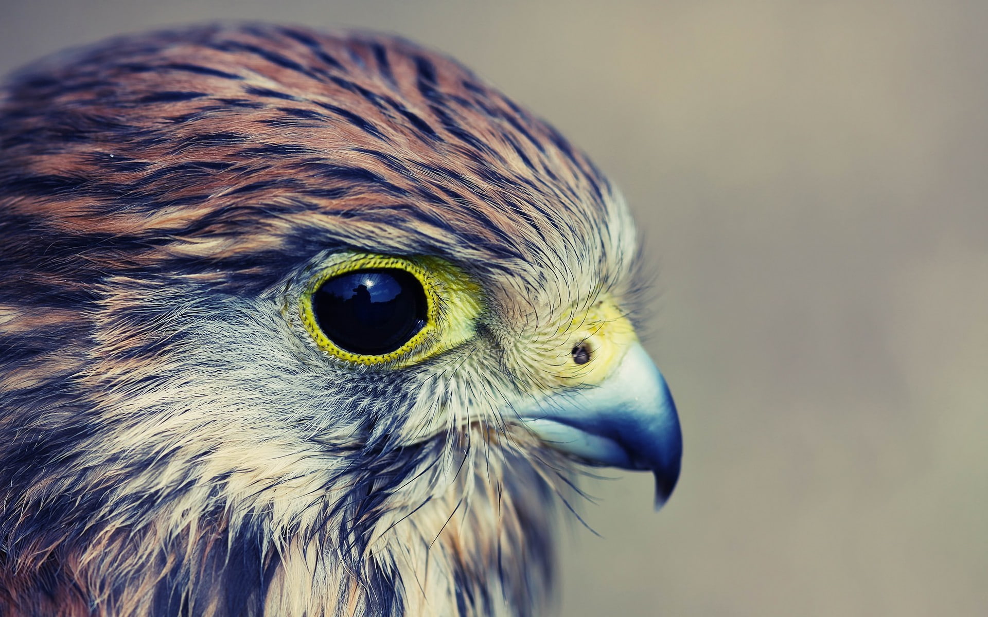 animals, Kestrel, 1080P, birds, falcons, HD Wallpaper