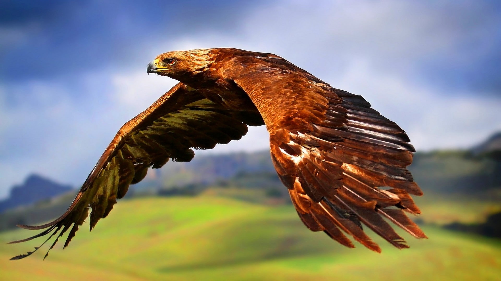 cloud - sky, 1080P, spread wings, hills, eagle - bird, no people, landscape, animal, falcon - bird, flying, bird, nature, sky, birds, animal wildlife, HD Wallpaper