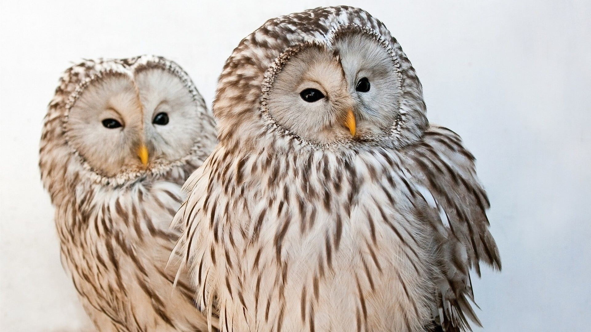 studio shot, togetherness, portrait, animal, bird of prey, brown, animals in the wild, figurines, young animal, bird, birds, group of animals, looking at camera, HD Wallpaper