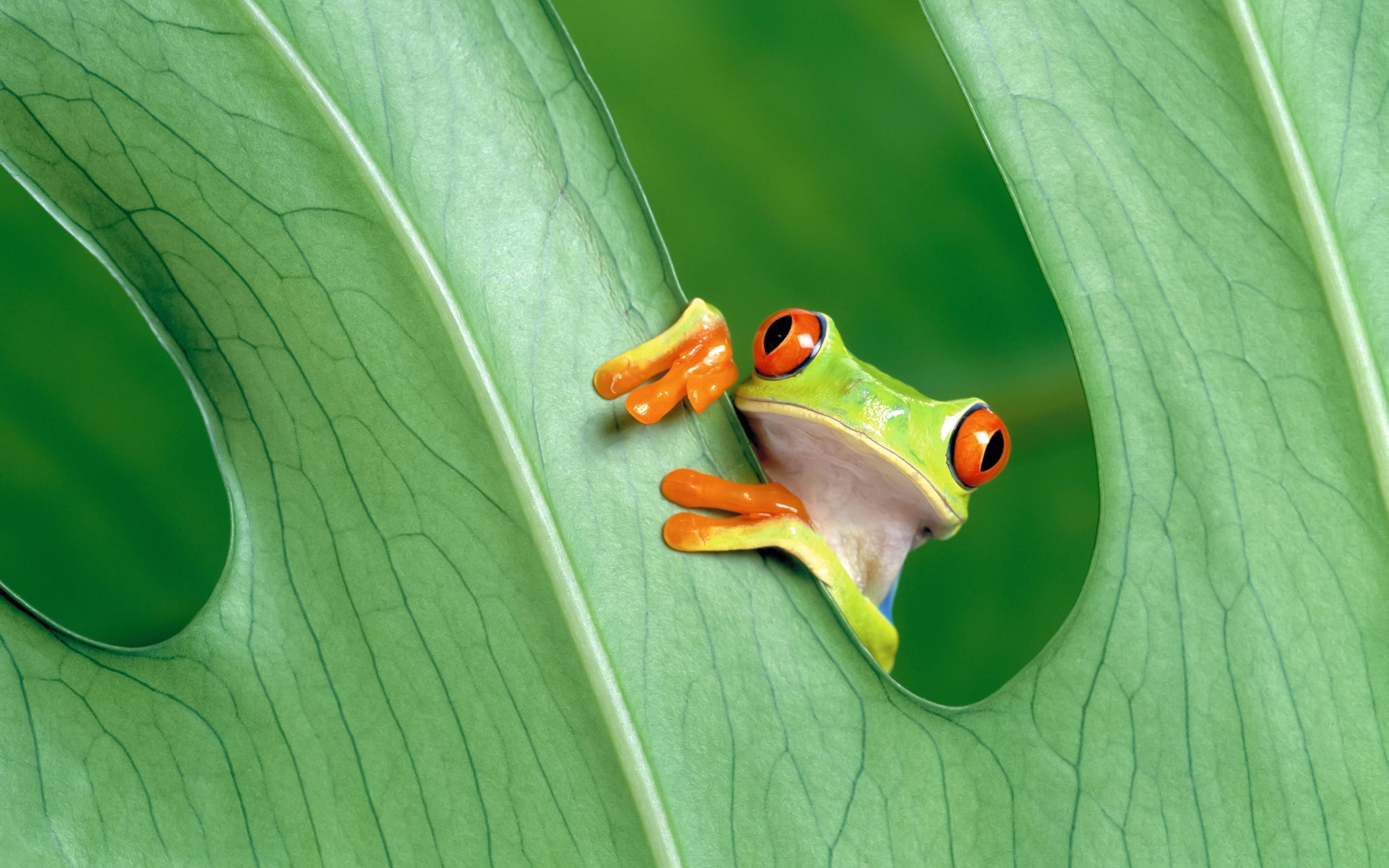 tree, cute, 2K, little, eyed, red, frog, HD Wallpaper