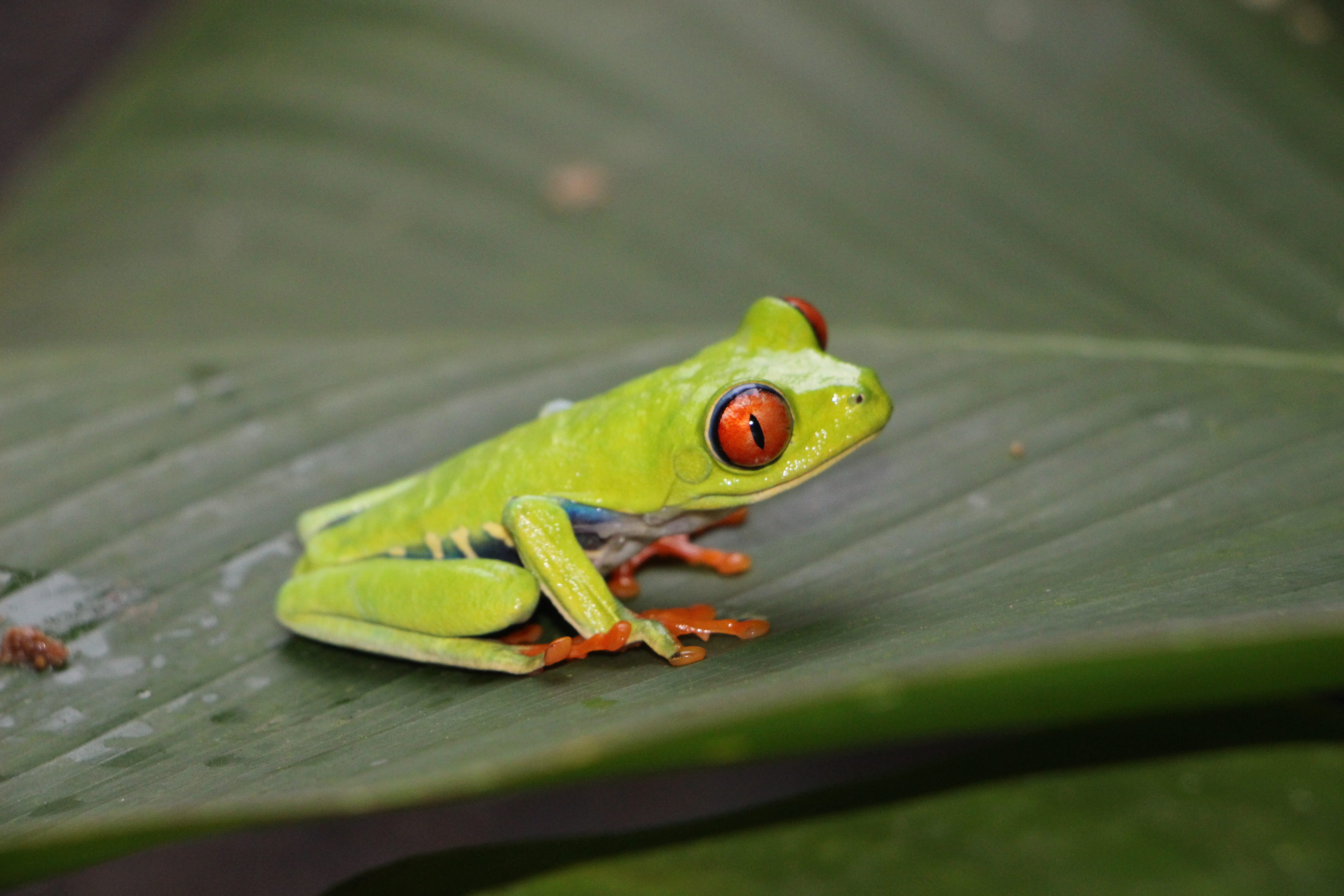 one animal, day, leaf, animals in the wild, 5K, selective focus, plant, frog, outdoors, animal body part, animal wildlife, plant part, rainforest, eyes, HD Wallpaper