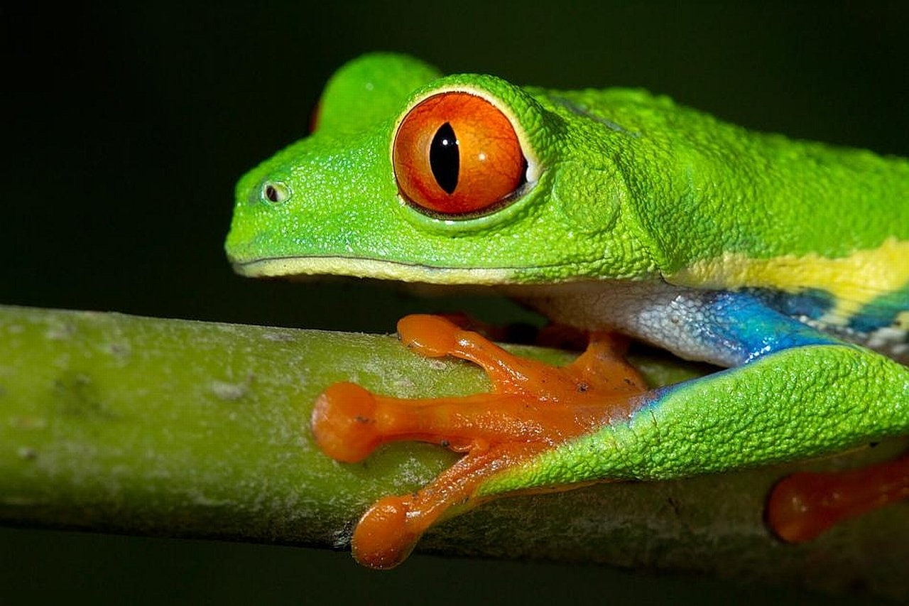 720P, Frogs, Red Eyed Tree Frog, Frog, HD Wallpaper