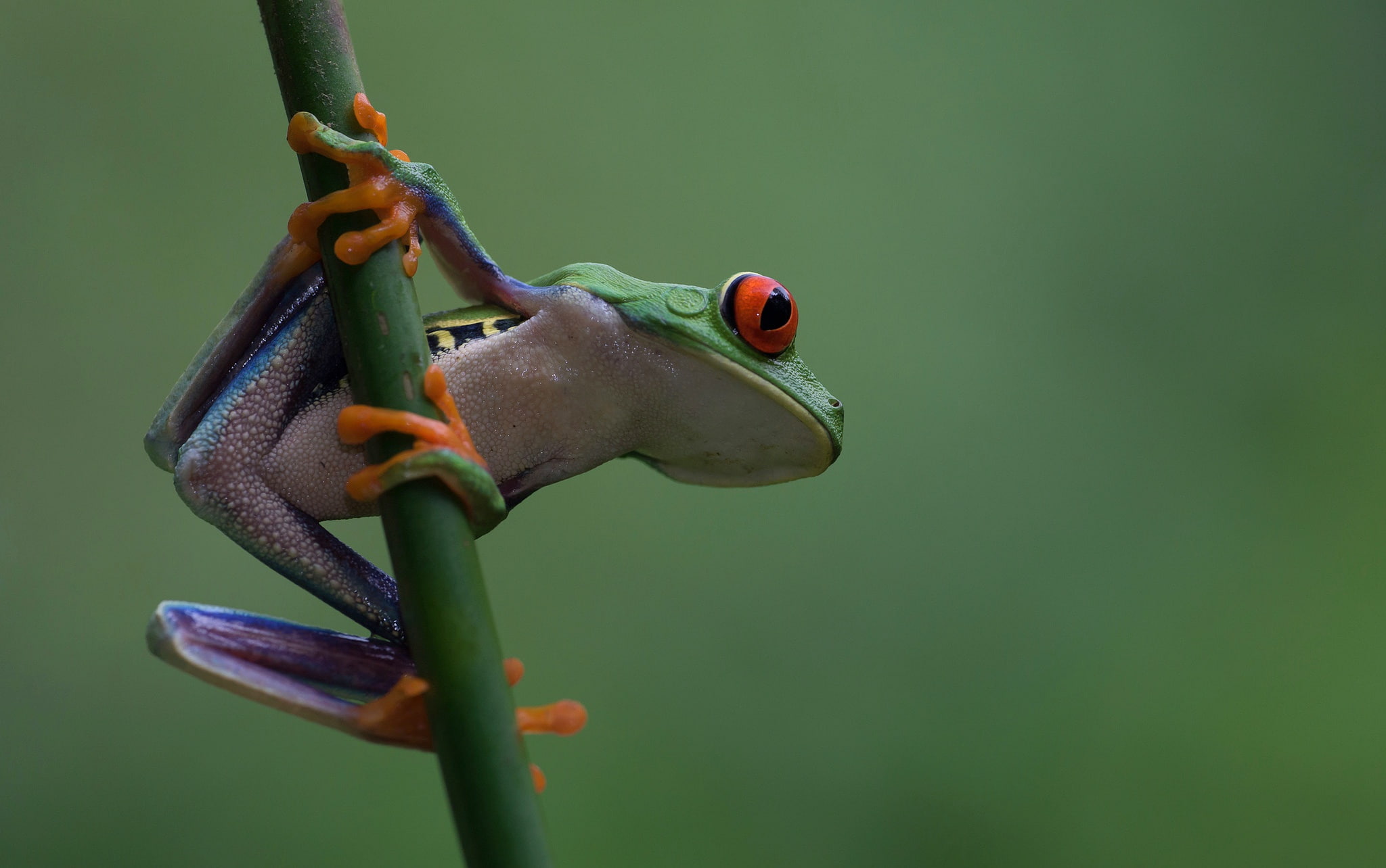 1080P, red-eyed tree frog, amphibian, nature, tree frog, HD Wallpaper