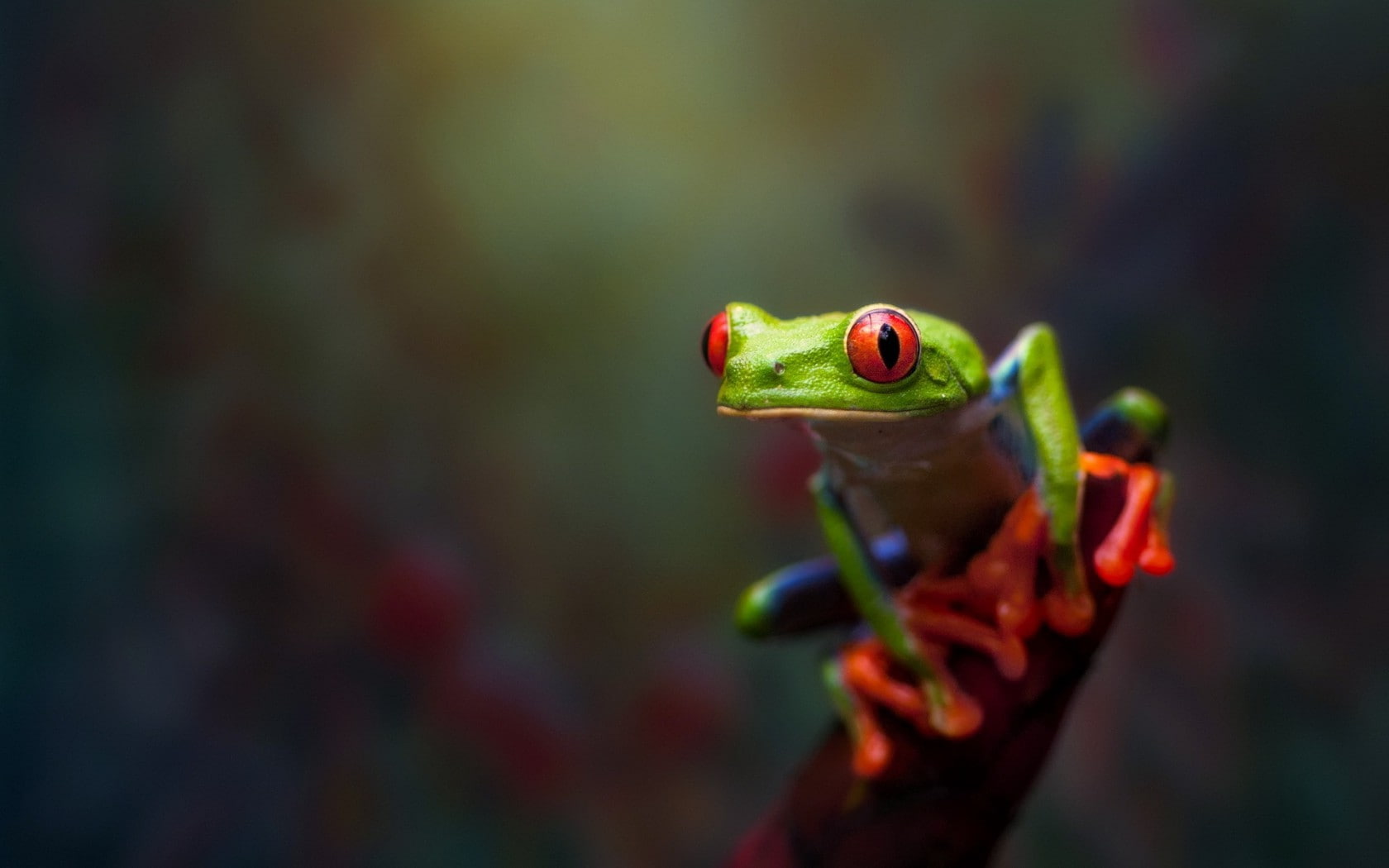 animal, 720P, hand, outdoors, day, finger, animal themes, reptile, human body part, one person, animals in the wild, nature, vertebrate, animal eye, close-up, HD Wallpaper