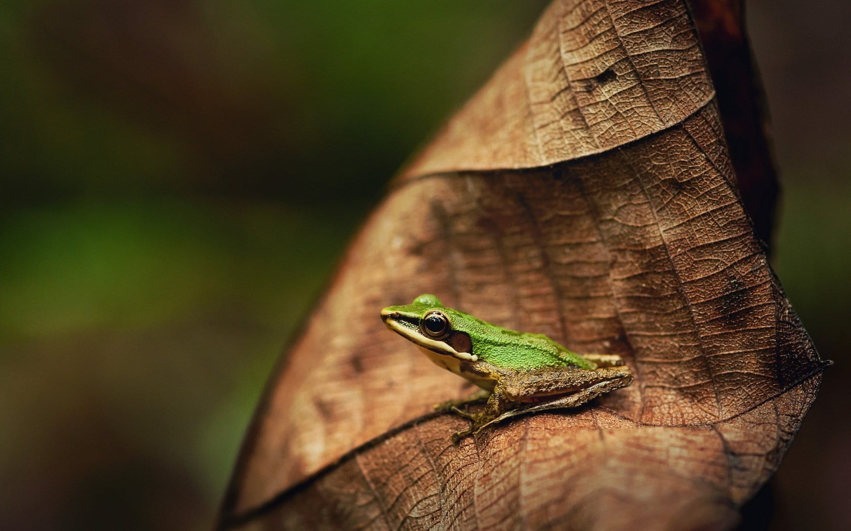 amphibian, frog, selective focus, tree, nature, animal themes, invertebrate, day, reptile, animals in the wild, animal wildlife, outdoors, one animal, close-up, HD Wallpaper
