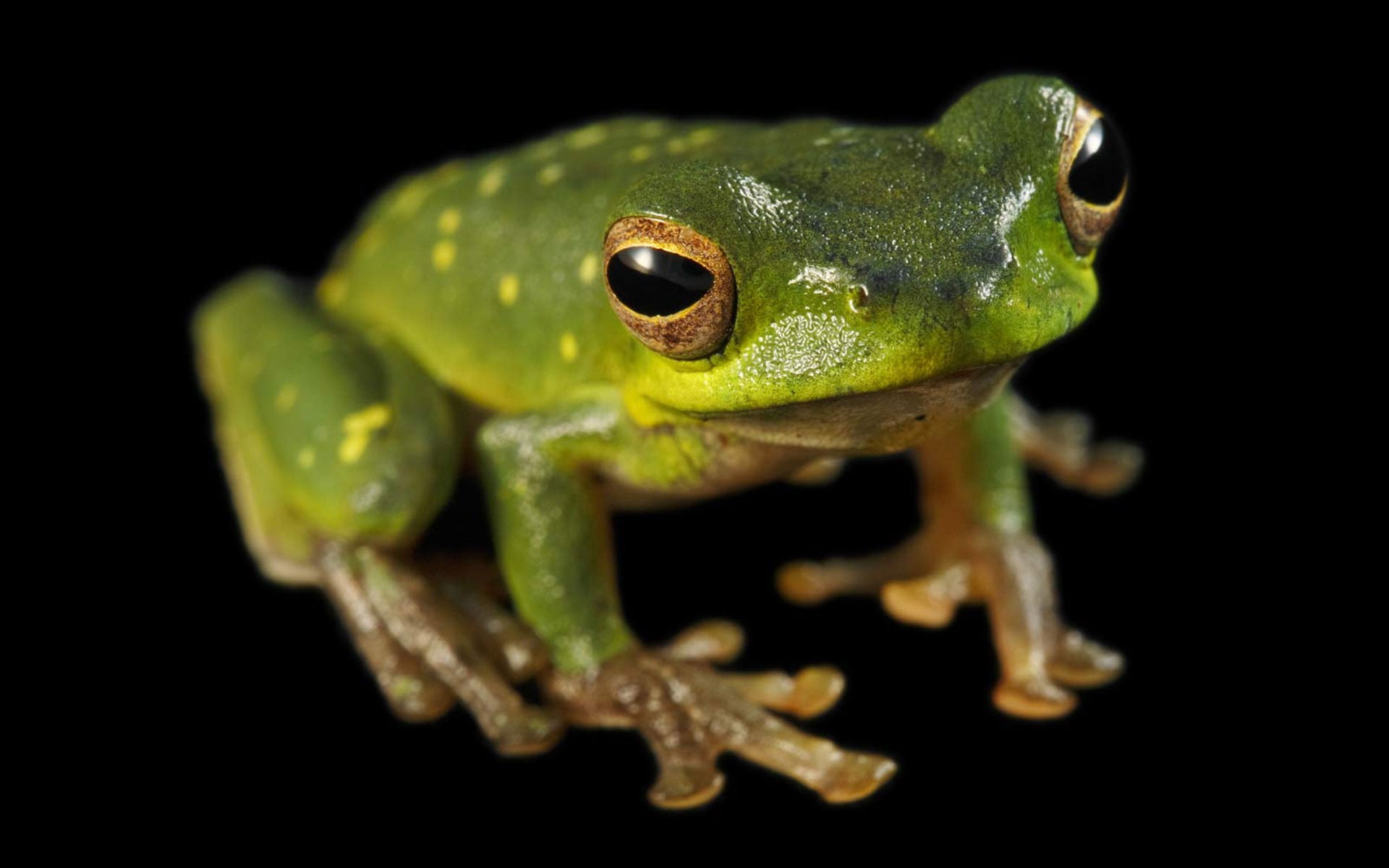animal body part, animal, nature, animal wildlife, black background, figurine, animal themes, close-up, green, chameleon, animal eye, one animal, 1080P, HD Wallpaper
