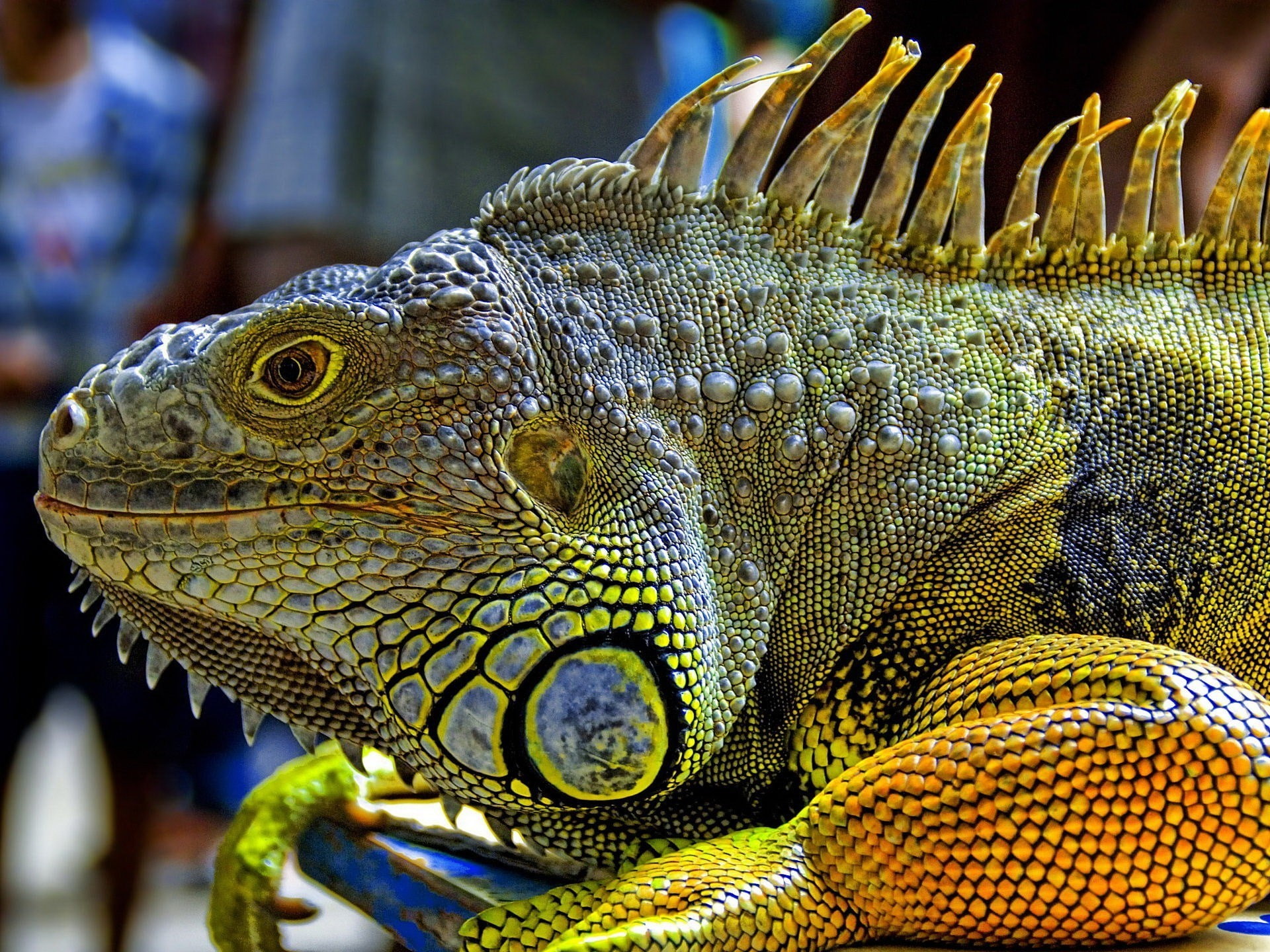 reptiles, animals, iguana, nature, 1080P, wildlife, HD Wallpaper