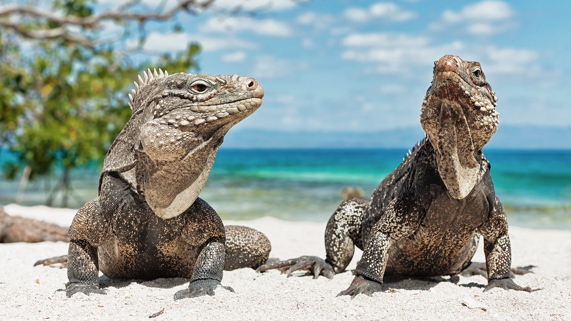 reptile, animal wildlife, focus on foreground, water, 1080P, marine, day, animal, outdoors, two animals, animal themes, nature, beach, vertebrate, lizard, HD Wallpaper