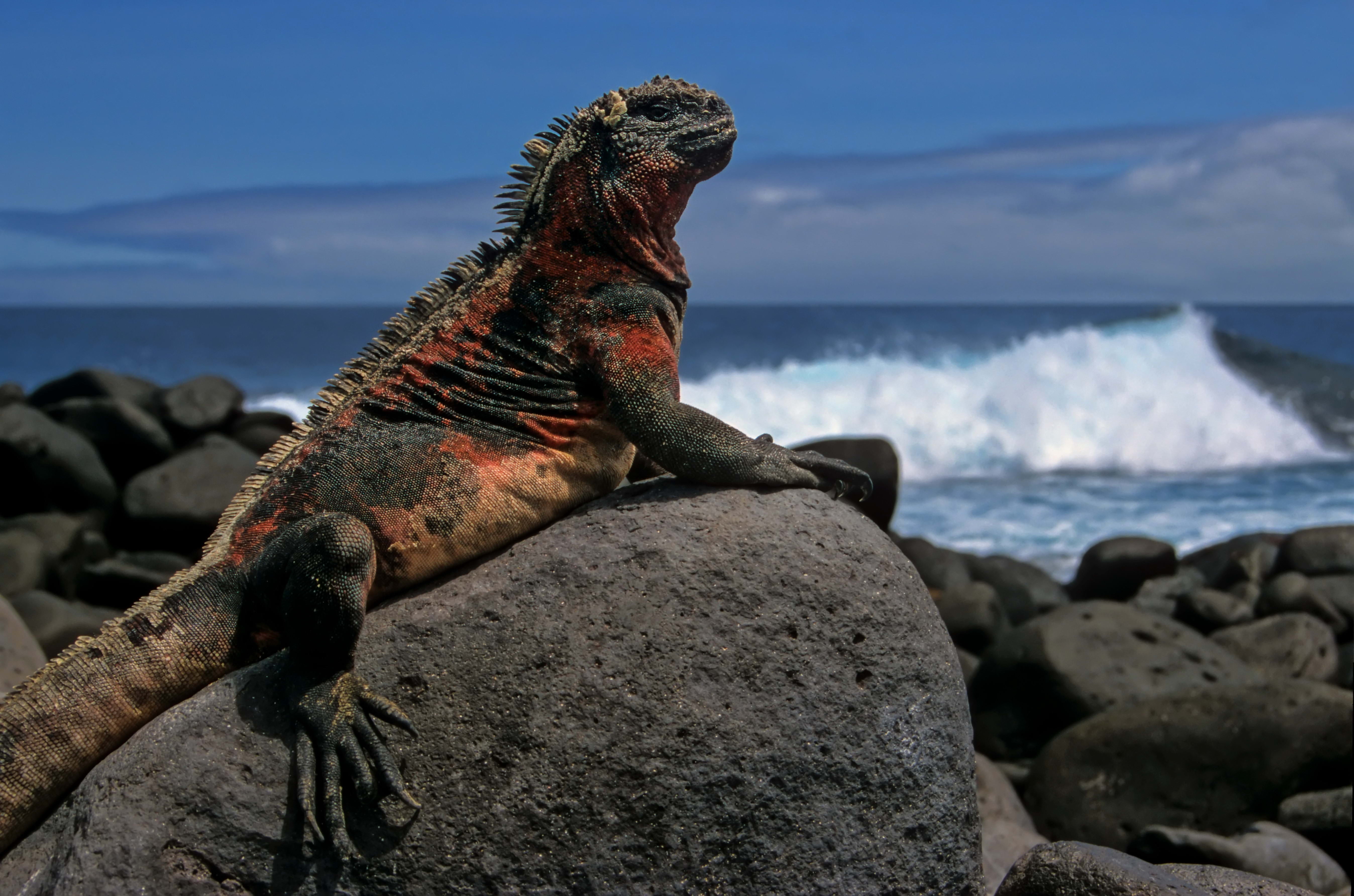 animal themes, day, beauty in nature, pacific Ocean, rock, water, ecuador, reptile, beach, focus on foreground, horizon over water, nature, island, coastline, HD Wallpaper