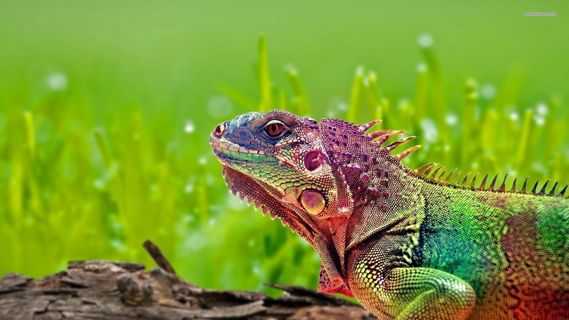 one animal, day, no people, multicolored, animals, animal scale, animal themes, 1080P, vertebrate, plant, green color, animals in the wild, outdoors, side view, HD Wallpaper