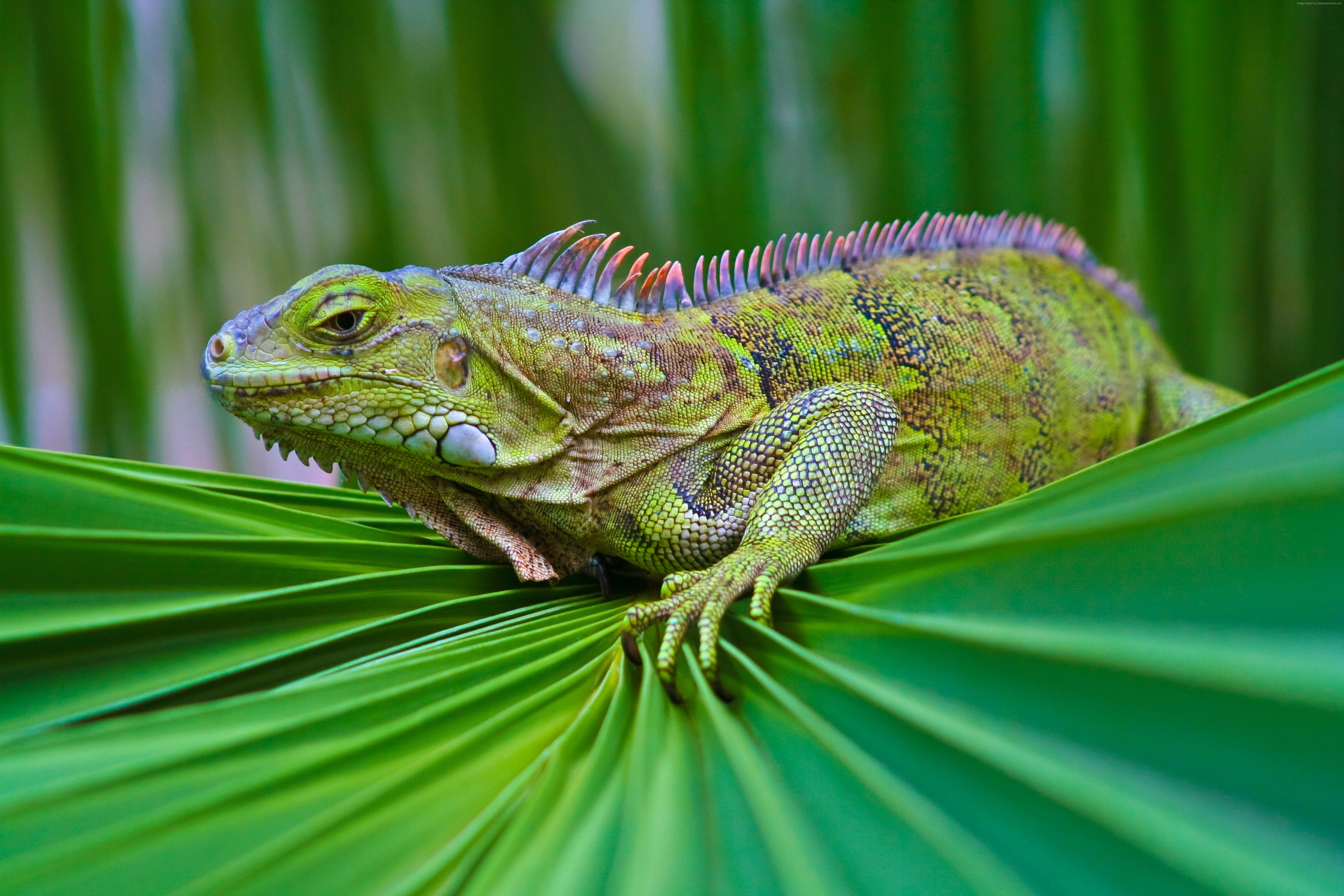 iguana, 6k, 5K, green, HD Wallpaper