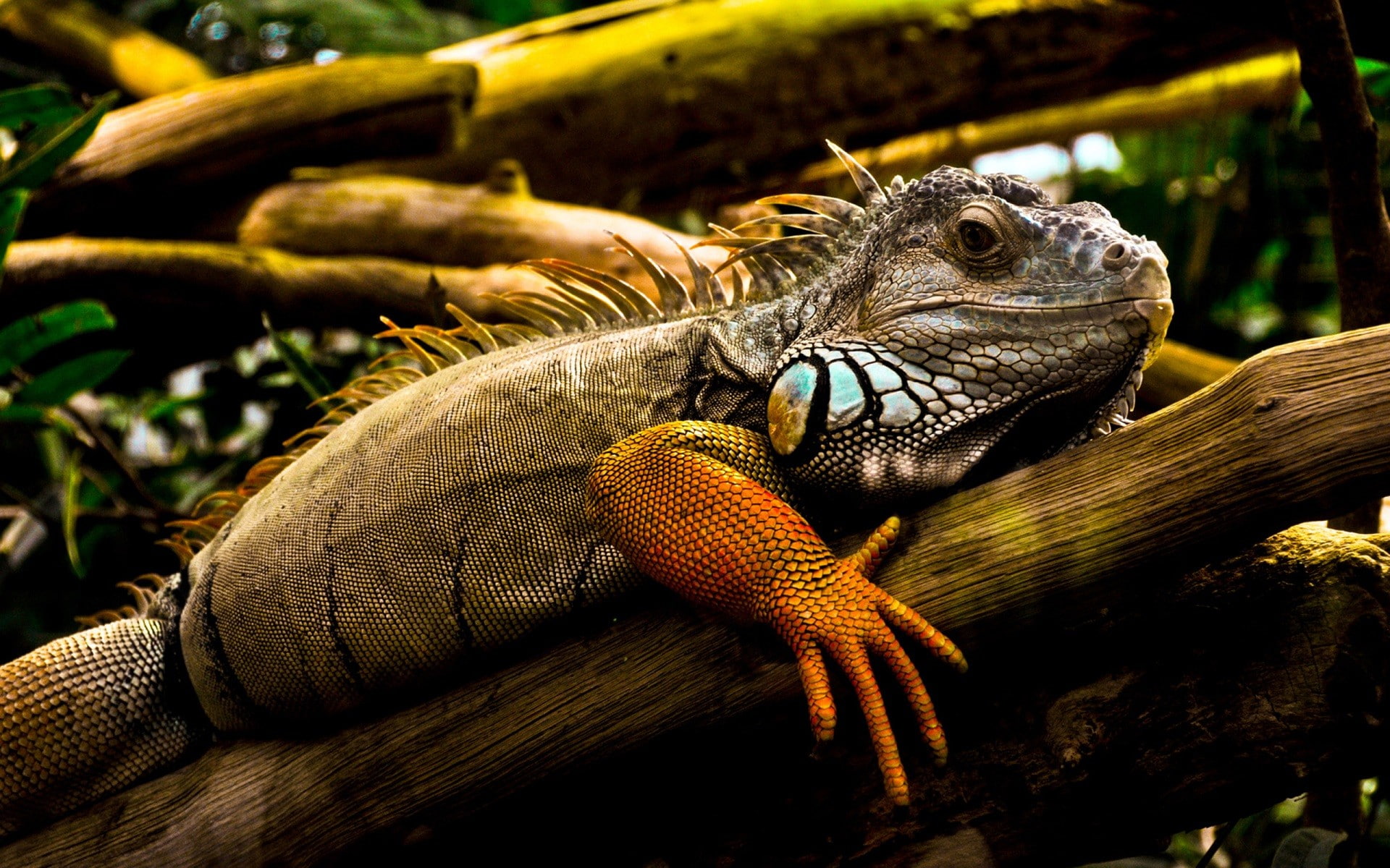 1080P, animal, one animal, animal themes, no people, iguana, bearded dragon, close-up, looking, animal wildlife, animal scale, reptile, animal body part, HD Wallpaper