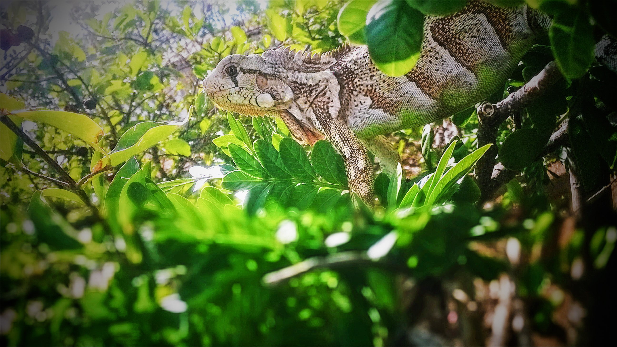 2K, nature, iguana, animals, reptiles, HD Wallpaper