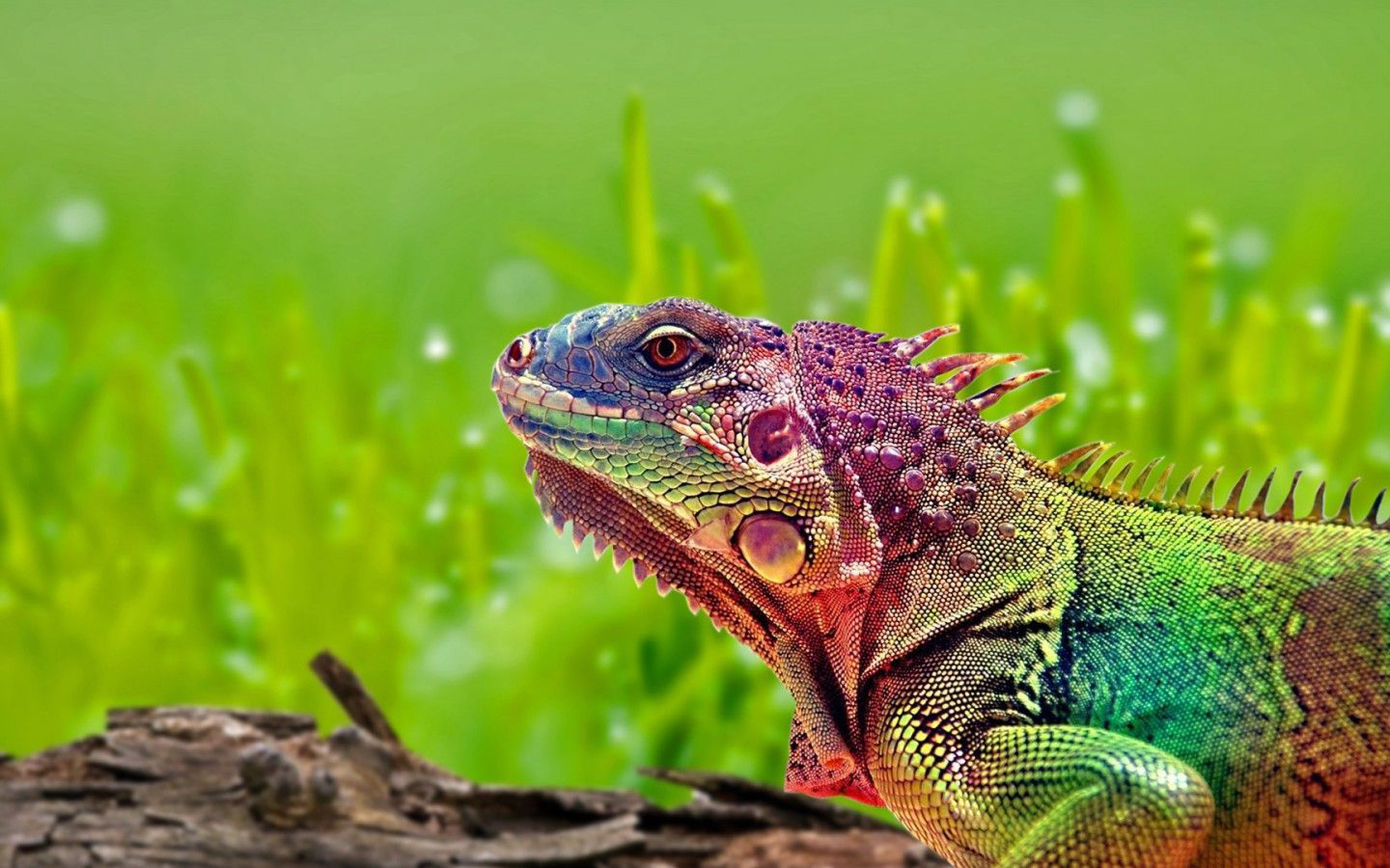 animal scale, vertebrate, animals, one animal, colorful, lizard, desktop, close-up, reptiles, plant, day, animal head, nature, side view, 4K, animal themes, HD Wallpaper