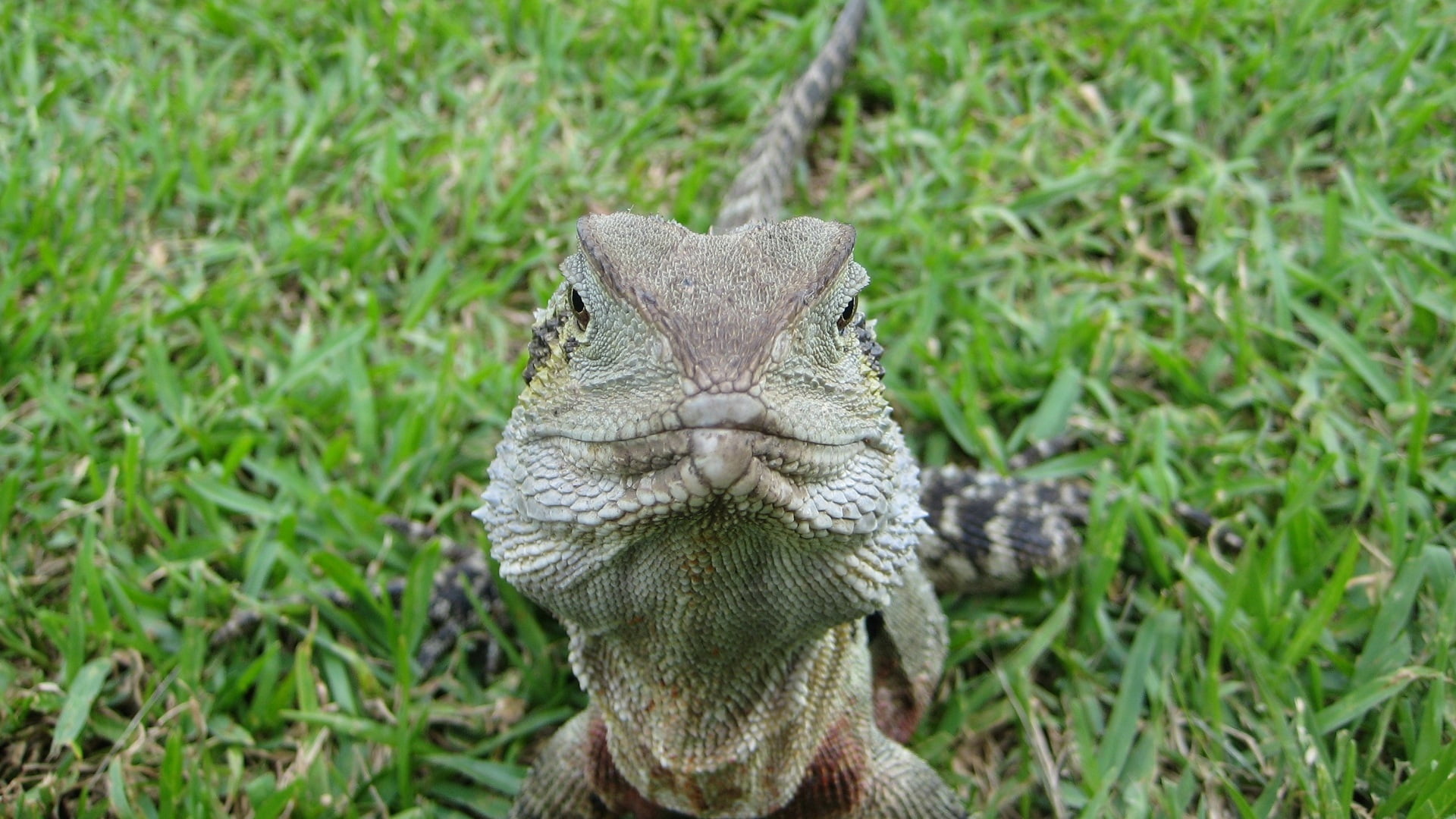 field, vertebrate, animal body part, nature, green, portrait, green color, animal themes, outdoors, one animal, grass, animals in the wild, iguana, animal, HD Wallpaper