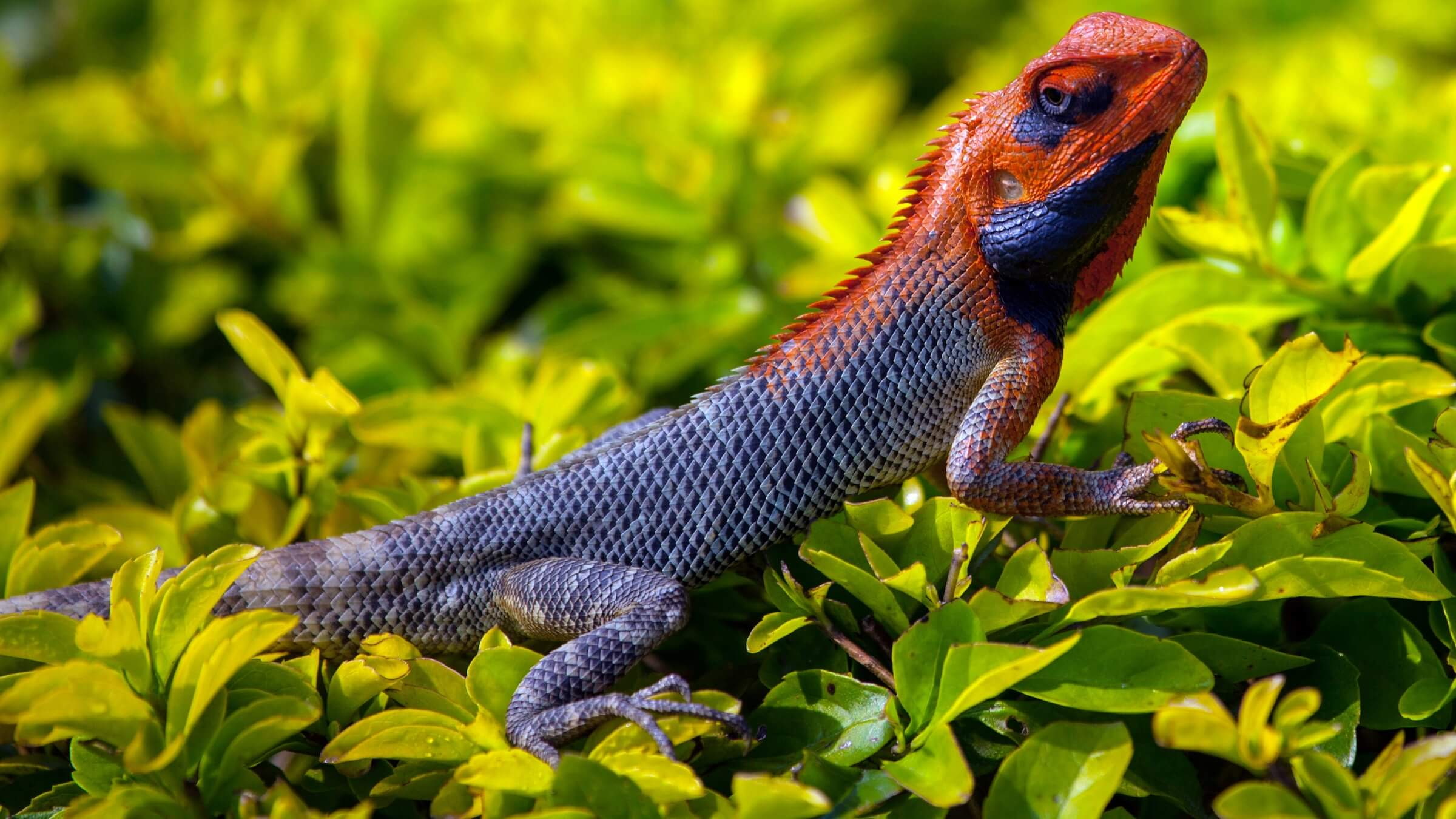 iguana, animales, reptil, colores, 1080P, HD Wallpaper