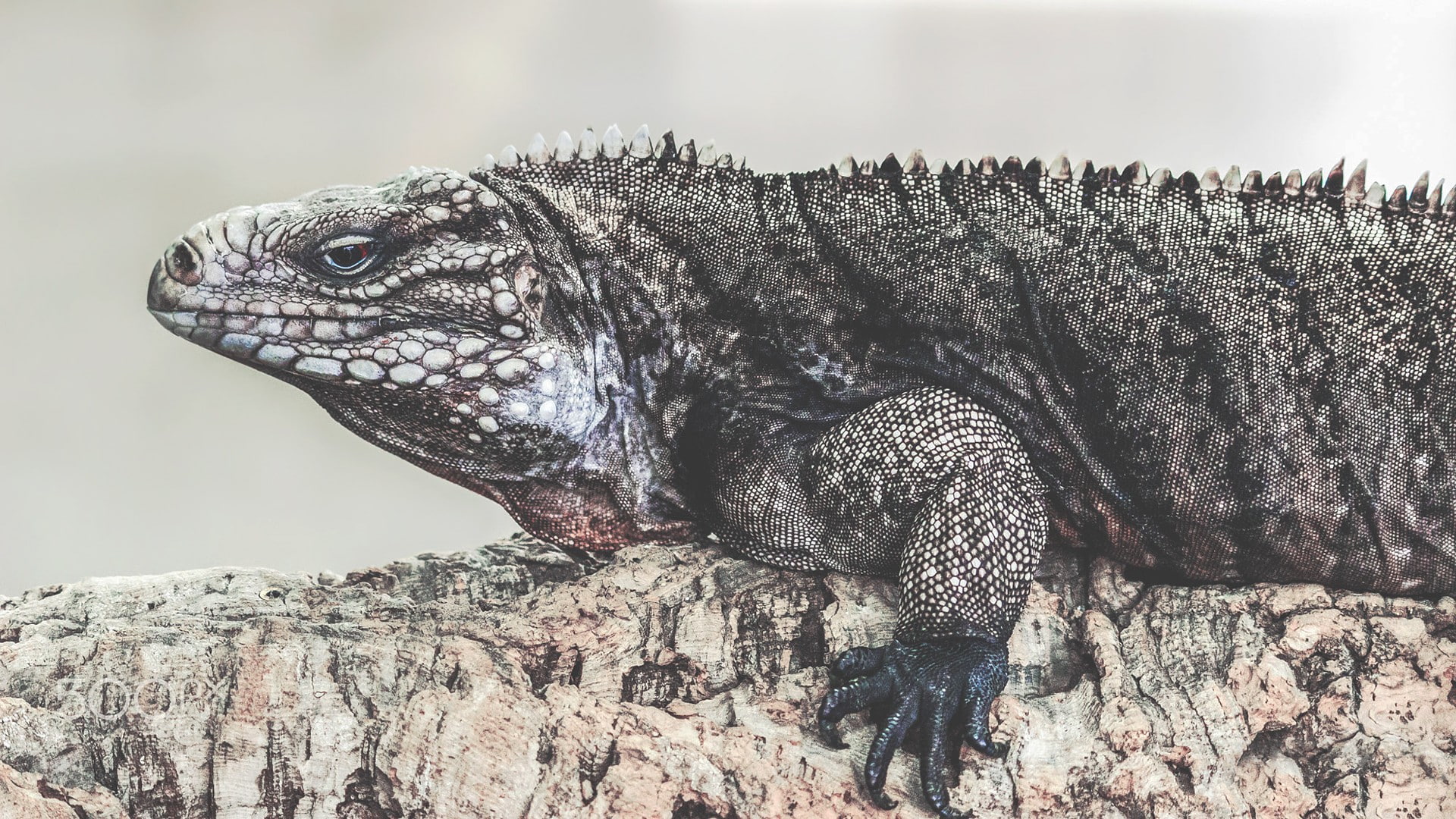rock, animal themes, side view, reptiles, nature, outdoors, vertebrate, solid, animal wildlife, animal, animal scale, profile view, 1080P, lizard, close-up, HD Wallpaper