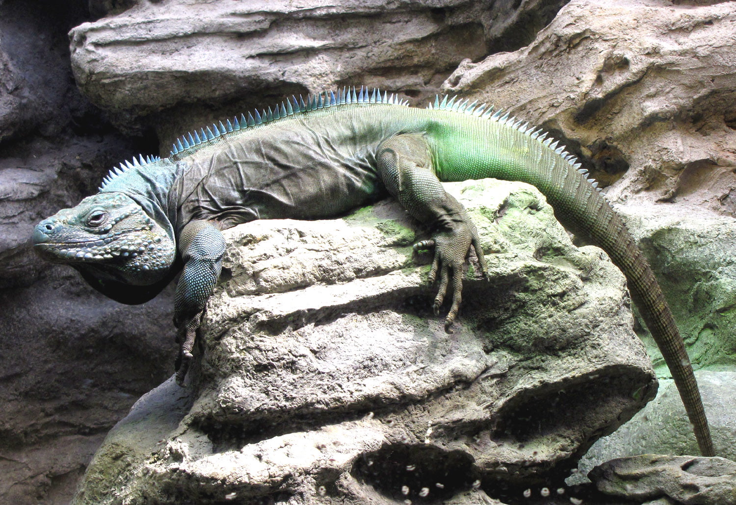 blue, rock, Grand  Cayman  Blue  Iguana, Chicago  Illinois, Shedd  Aquarium, cayman, reptile, grand, komodo dragon, nature, dragon, lizard, iguana, animal, HD Wallpaper