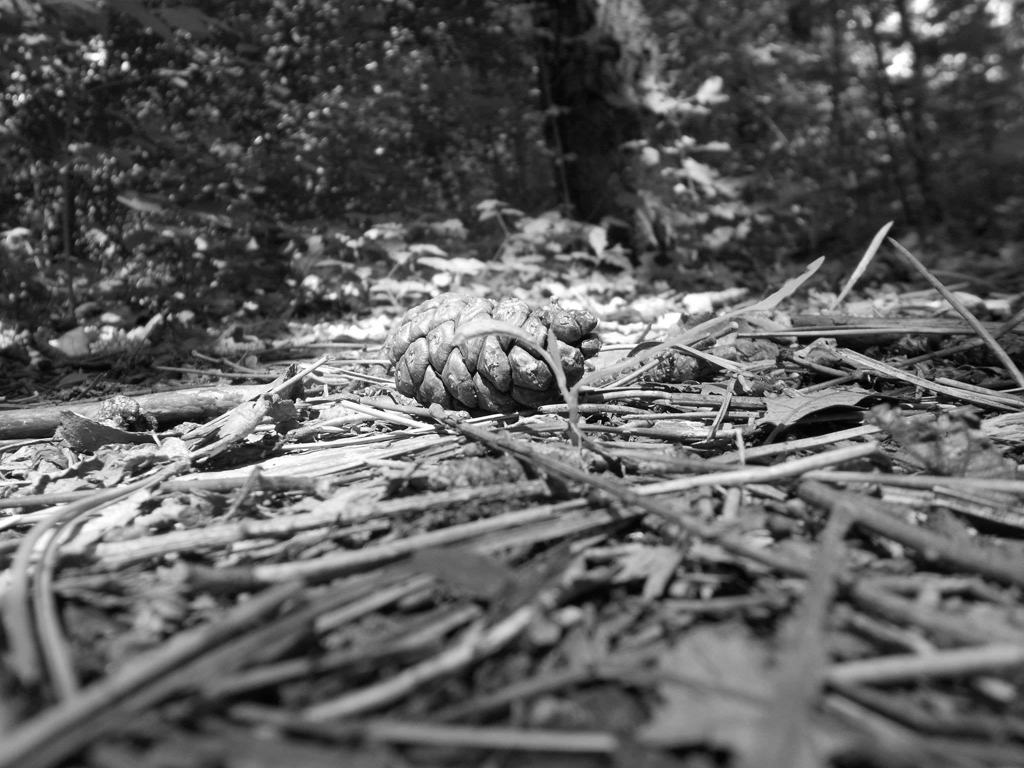 selective focus, leaf, dry, monochrome, pine cone, plants, falling, close-up, male, shell, twig, grayscale, field, messy, plant, land, brown, surface level, HD Wallpaper