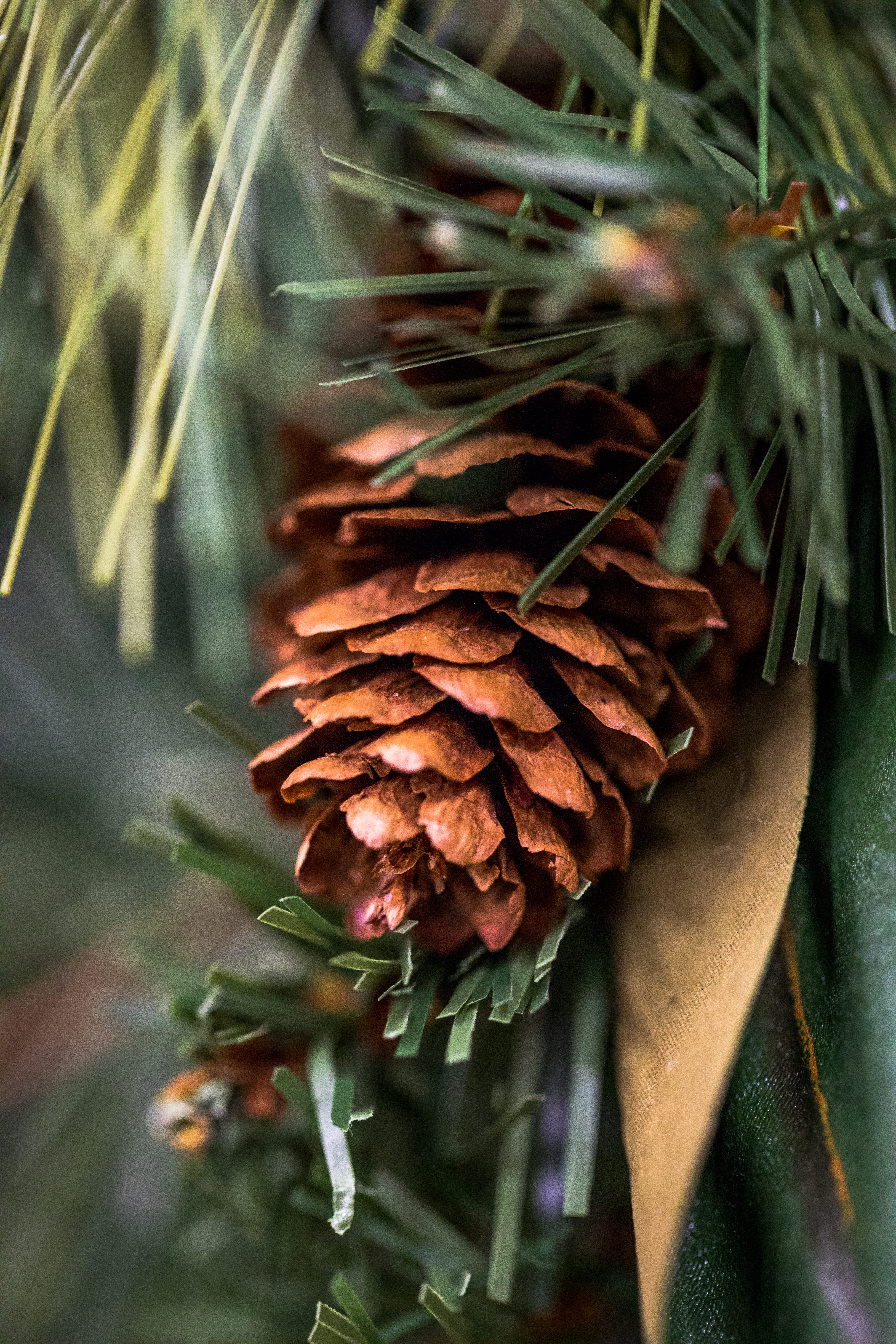 tree, 5K, pine tree, holiday, day, leaf, focus on foreground, needle - plant part, outdoors, pinecone, nature, growth, plant, land, pine cone, green, coniferous tree, Phone HD Wallpaper