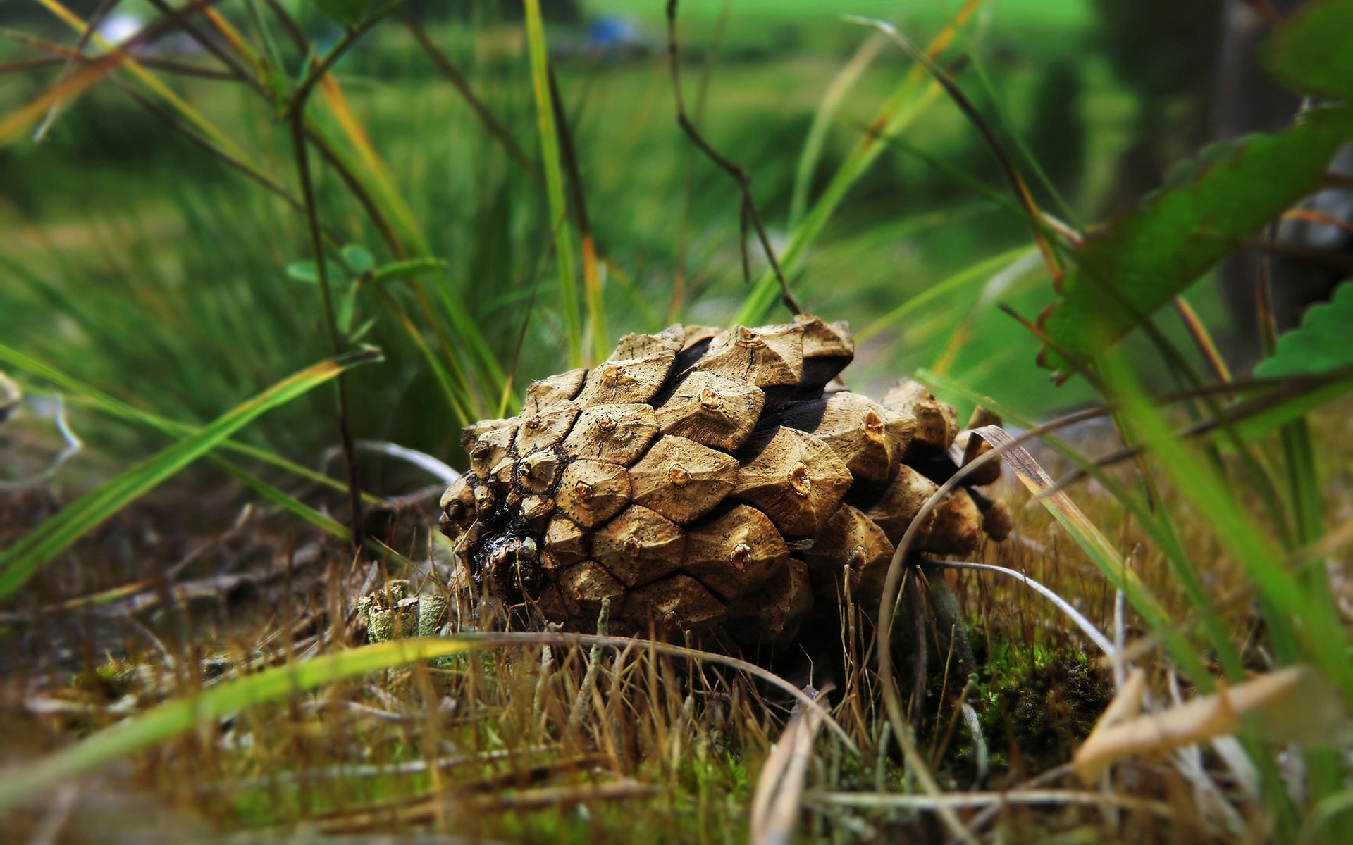 grass, hd, pinecone, 1080P, nature, HD Wallpaper